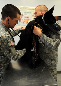 Army Captain Andrew J. Armstrong, Joint Base Andrews Veterinarian Section officer in charge, performs a follow-up exam on Sjem, 11th Security Forces Squadron explosives detector dog, held in place by Senior Airman Garrett Watson, 11 SFS military working dog handler, after an ear infection. The Joint Base Andrews Veterinarian Services' primary mission is to provide medical and dental support for government owned animals to include military working dogs. (U.S. Air Force photo by Airman 1st Class Bahja J. Jones)  