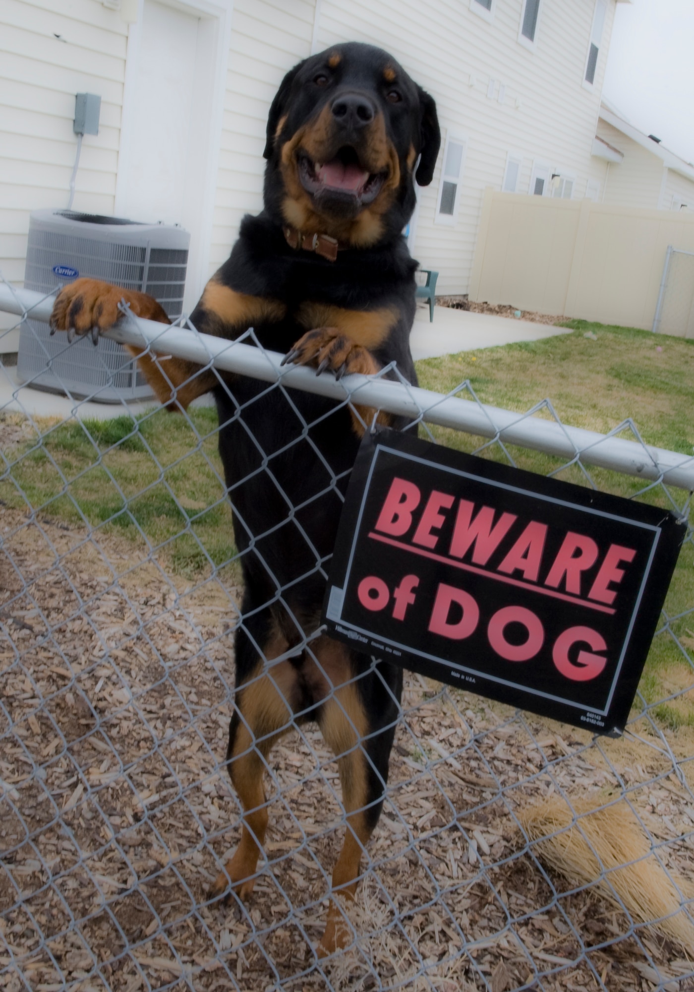 MOUNTAIN HOME AIR FORCE BASE, Idaho – Muggsy, a 130-pound Rottweiler owned by Capt. Daniel Muggelberg, 366th Operation Support Squadron weather flight commander, guards the backyard of his on-base residence. Muggsy is one of the breeds of dogs deemed “aggressive or potentially aggressive” under a new Air Force policy.  (U.S. Air Force photo by Staff Sgt. Roy Lynch III)