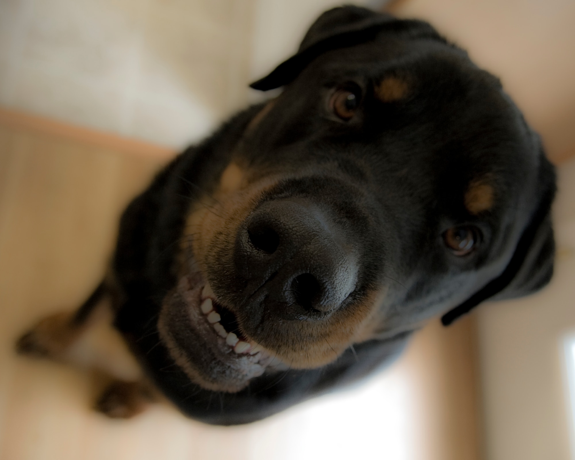 MOUNTAIN HOME AIR FORCE BASE, Idaho – Muggsy, a 130-pound Rottweiler owned by Capt. Daniel Muggelberg, 366th Operation Support Squadron weather flight commander, smiles for the camera. Rottweiler’s are one of the breeds of dogs deemed “aggressive or potentially aggressive” under a new Air Force policy, and are now prohibited on base.  (U.S. Air Force photo by Staff Sgt. Roy Lynch III)