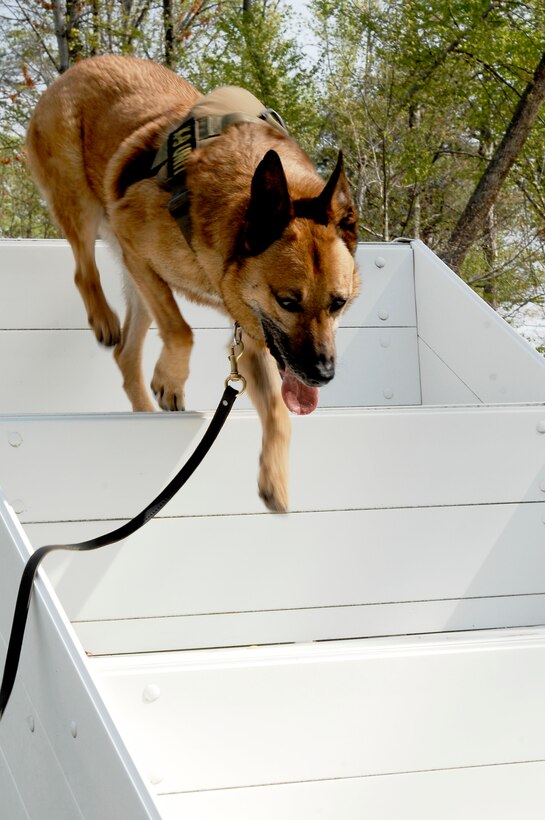 Chico, military working dog, navigates the obstacle course during a demonstration at Fort Eustis, Va., April 12, 2011. Fort Eustis military working dogs patrol and maintain safety while supporting select government functions, and deploying to contingency operations. (U.S. Air Force photo by Airman 1st Class Kayla Newman/Released) 