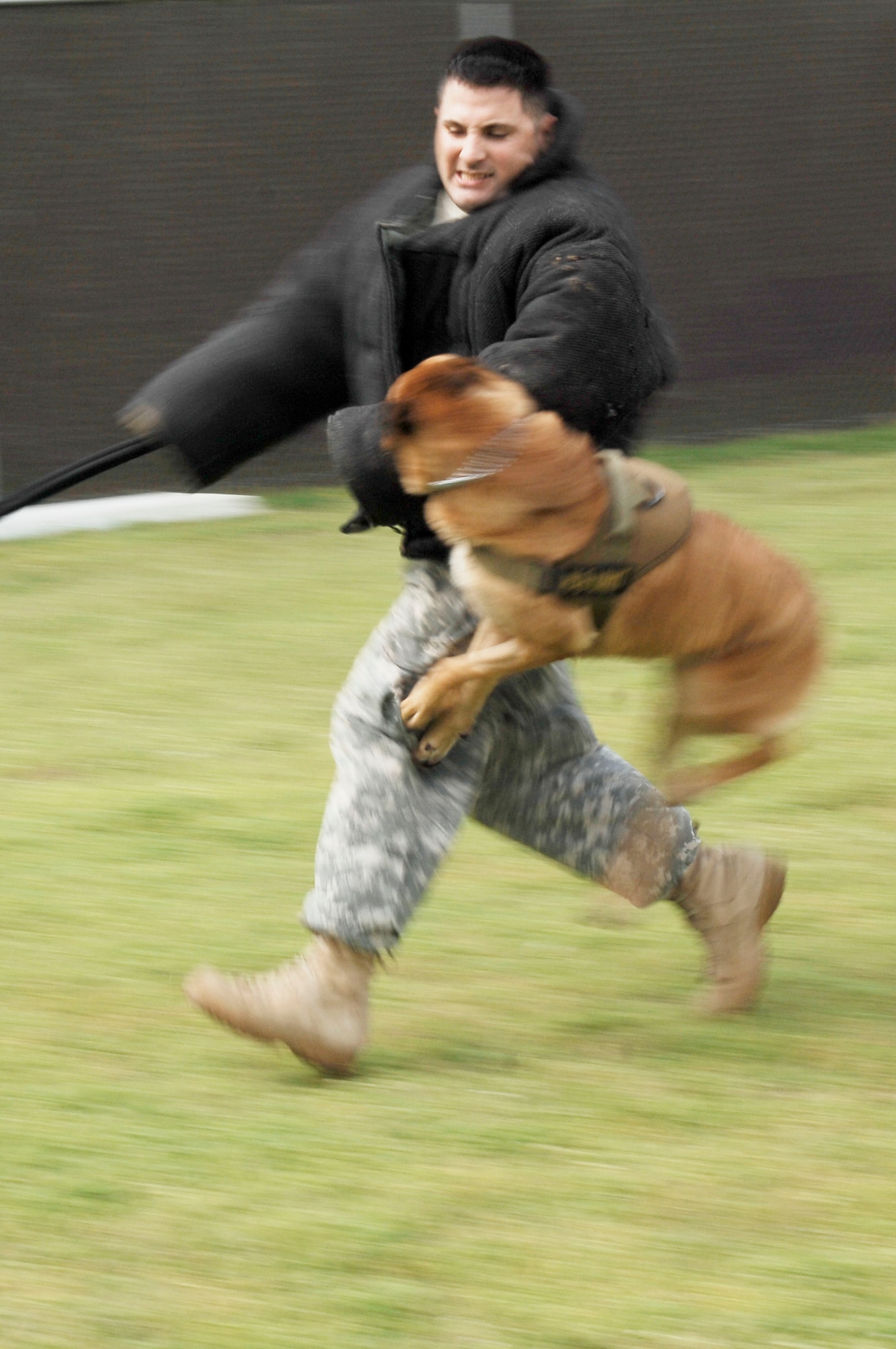 Chico, military working dog, demonstrates an attack movement with Army Sgt. George Jay, 225th Military Police Attachment, at Fort Eustis, Va., April 12, 2011. Fort Eustis military working dogs patrol and maintain safety while supporting select government functions, and deploying to contingency operations. (U.S. Air Force photo by Airman 1st Class Kayla Newman/Released) 