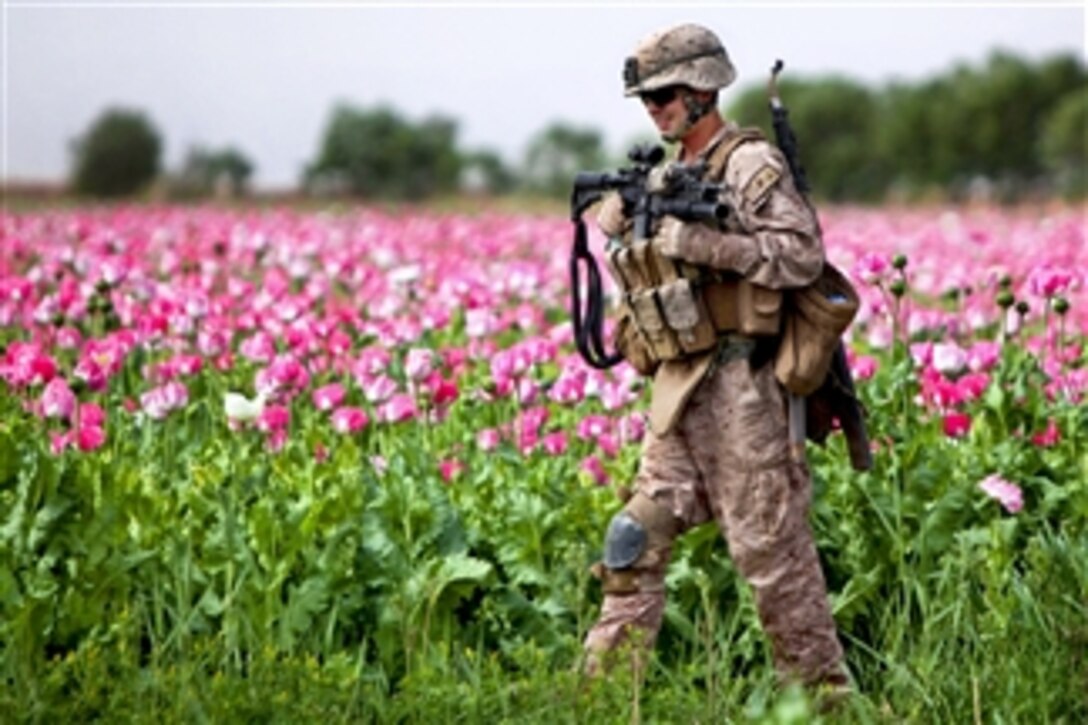 U.S. Marine Corps Cpl. Mark Hickok patrols through a field during a clearing mission in Marja in Afghanistan's Helmand province on April 9, 2011.  Hickok, a combat engineer, is assigned to the 1st Combat Engineer Battalion.  