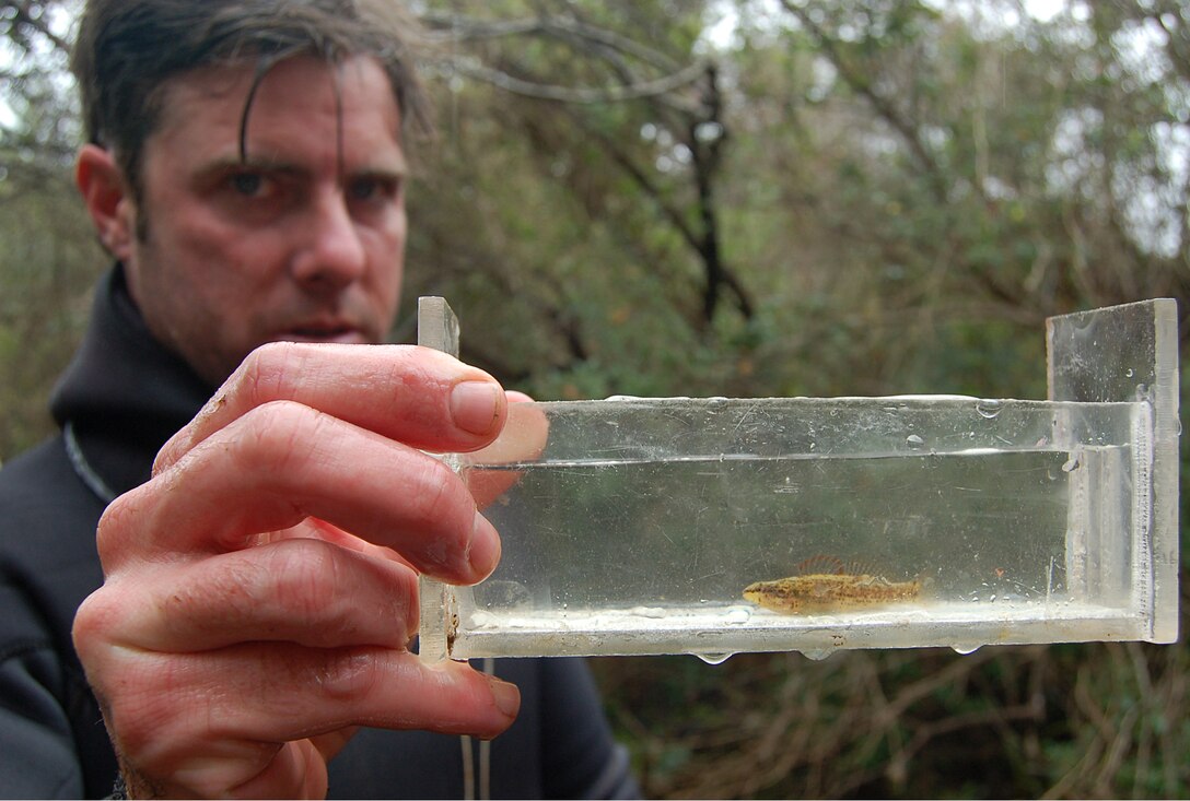 Bill Tate, a U.S. Fish and Wildlife Service employee, holds an endangered Okaloosa darter during a sampling session. Christened a "National Recovery Champion" by the USFWS, the Air Force achieved key milestones in the Okaloosa Darter Recovery Plan that boosted the darter population to more than 900,000, from a low of approximately 1,500. (U.S. Air Force photo)