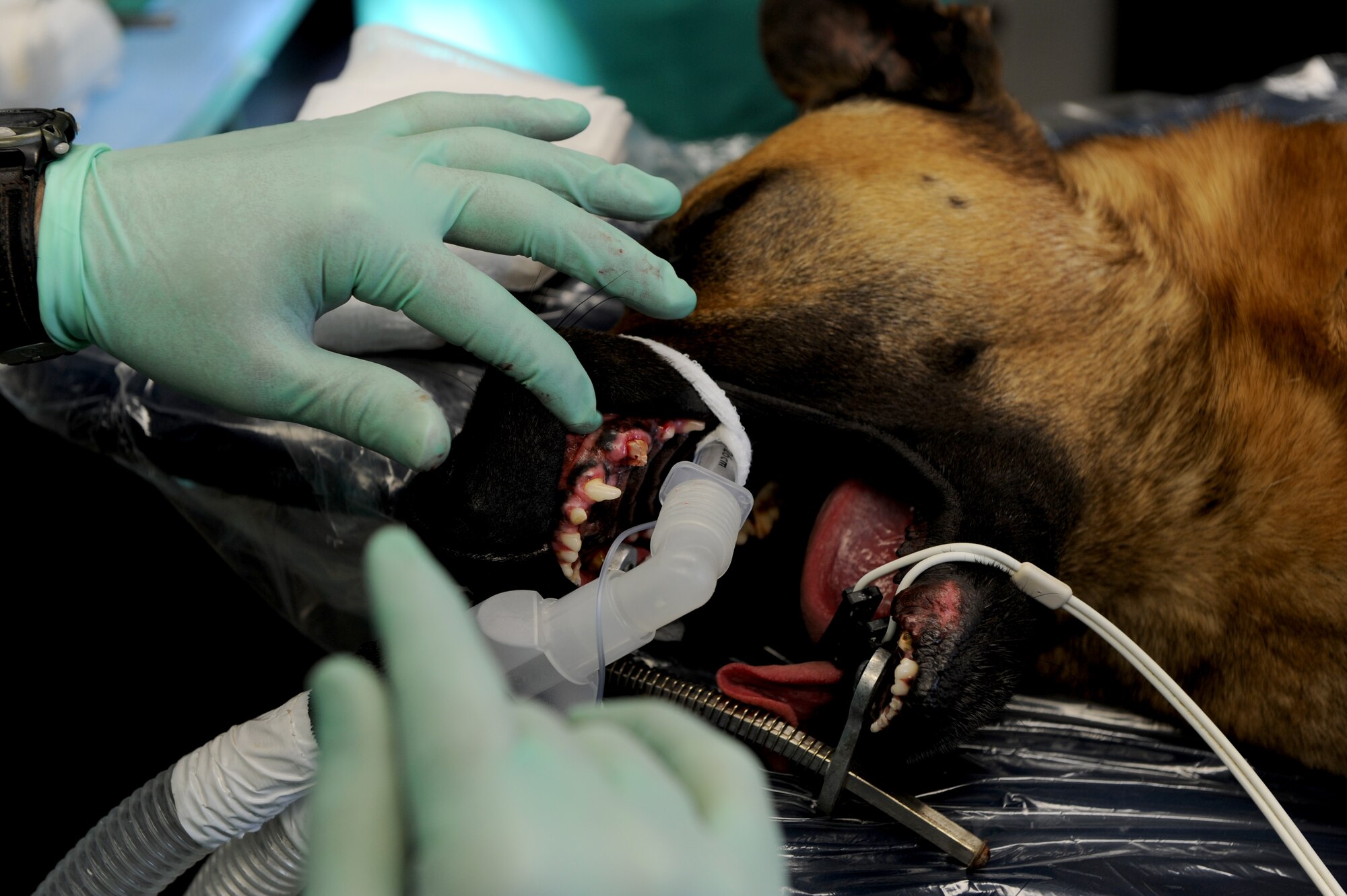 Col. Kenneth Boone, 375th Dental Squadron endodontist, examines the  tooth of Jack, a 375th Security Forces Squadron military working dog, prior to root canal surgery at the 375th Dental Squadron clinic April 21, 2011 at Scott Air Force Base, Ill. Jack, a bomb detection military working dog assigned to Scott, broke his tooth during patrol training. (U.S. Air Force photo/Staff Sgt. Brian J. Valencia)