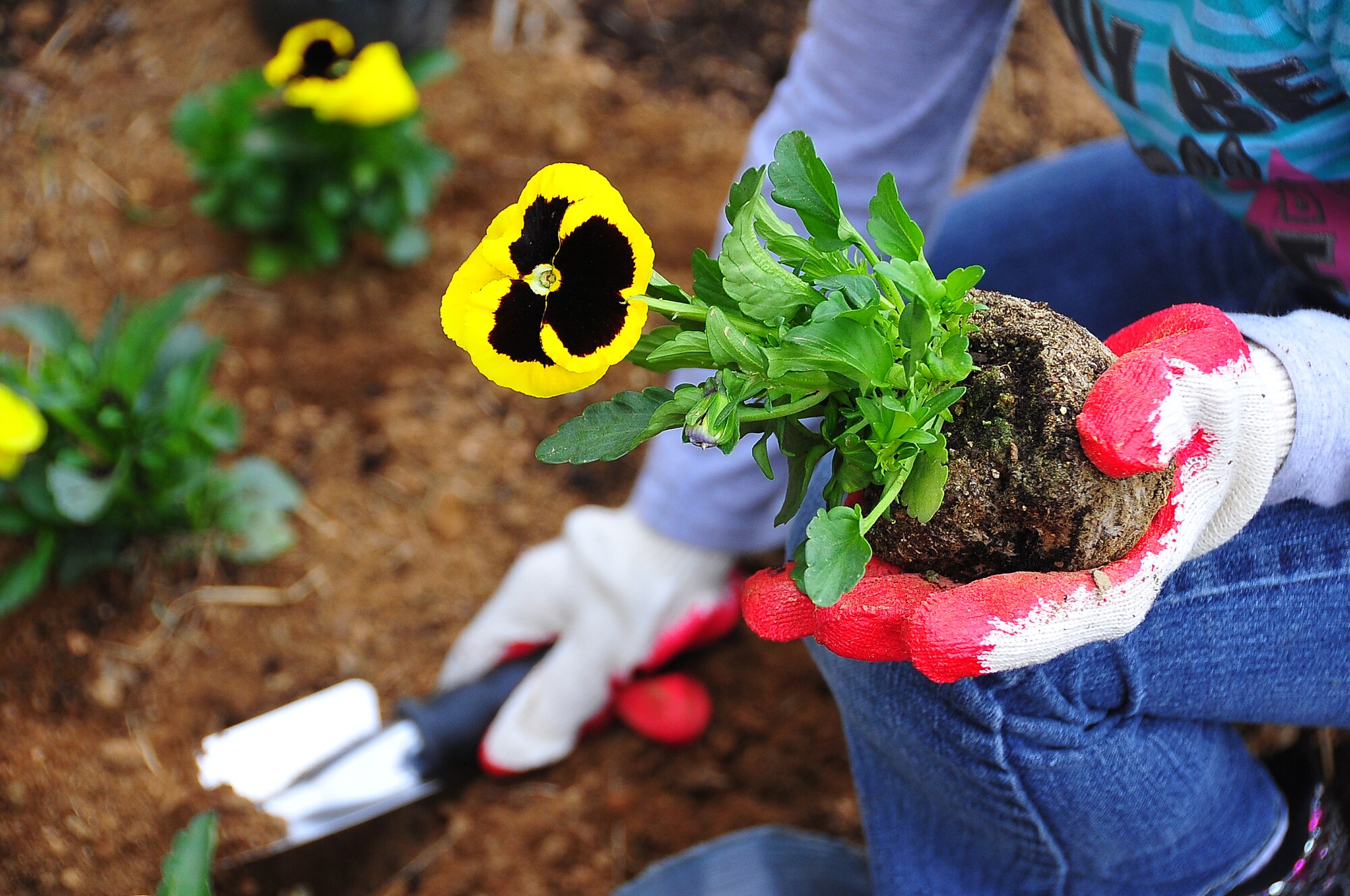 Osan Girl Scouts honored Arbor day/Earth Day by planting 200 yellow pansies and 10 evergreen trees here April 21.  Before the planting, each scout received a brief on the history behind Arbor/Earth Day and the importance of its celebration. The flowers and trees were planted near the elementary school's drop off zone.  (U.S. Air Force photo/Staff Sgt. Daylena Gonzalez)