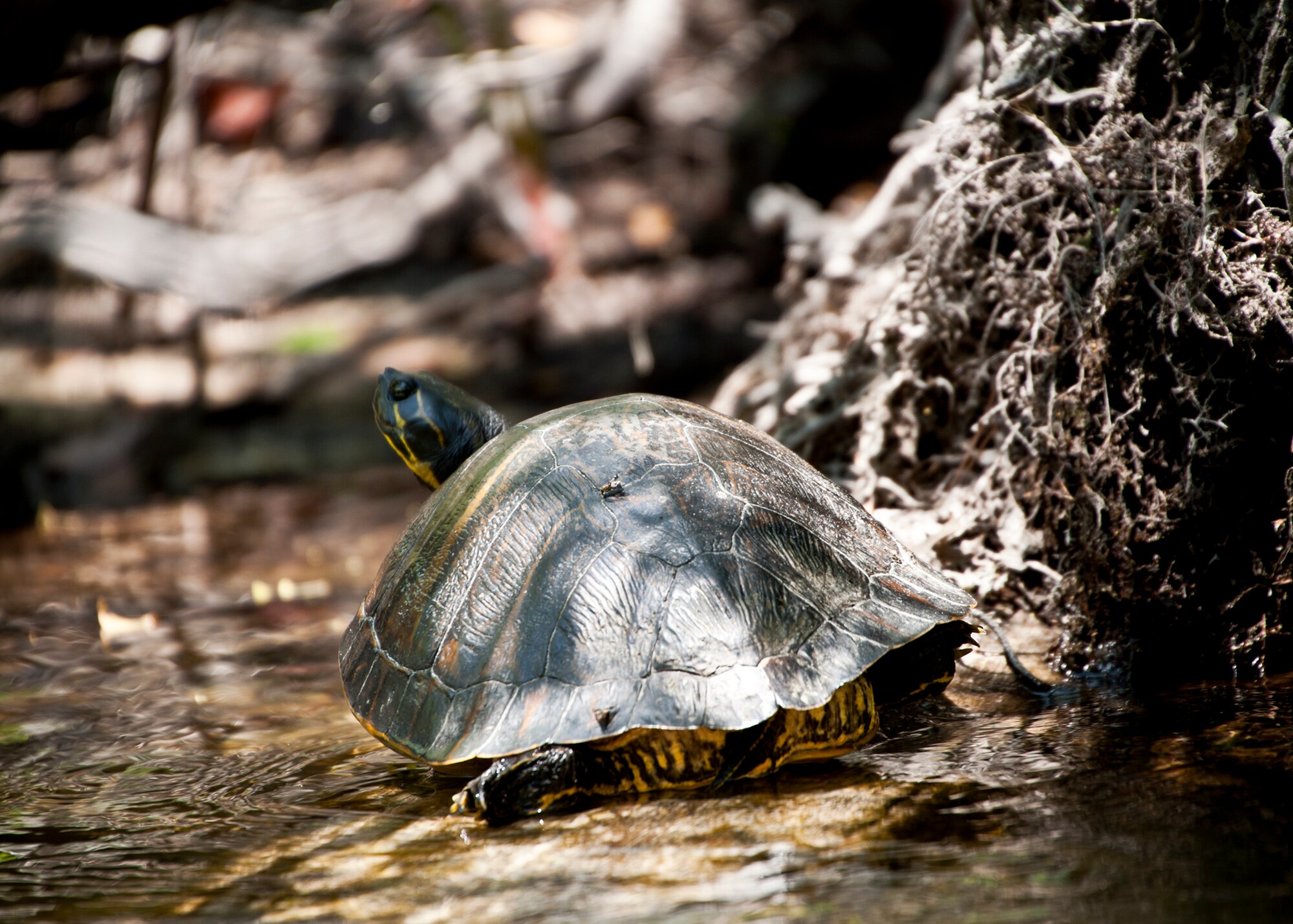 A freshwater turtle suns itself on the bank of Turkey Creek deep within the Eglin reservation April 21.  The second annual kayak tour, part of four days of trips, took 10 people down Turkey Creek deep within the Eglin range. The scenic tour showed off Eglin’s unique wild and plant life. The tour closed out Eglin’s week-long Earth Day celebration. (U.S. Air Force photo/Samuel King Jr.)

