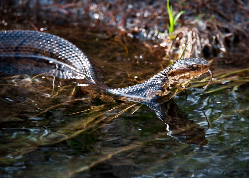 A water moccasin glides into the water as the kayak tour passes by April 21.   The second annual kayak tour, part of four days of trips, took 10 people down Turkey Creek deep within the Eglin range. The scenic tour showed off Eglin’s unique wild and plant life. The tour closed out Eglin’s week-long Earth Day celebration. (U.S. Air Force photo/Samuel King Jr.)

