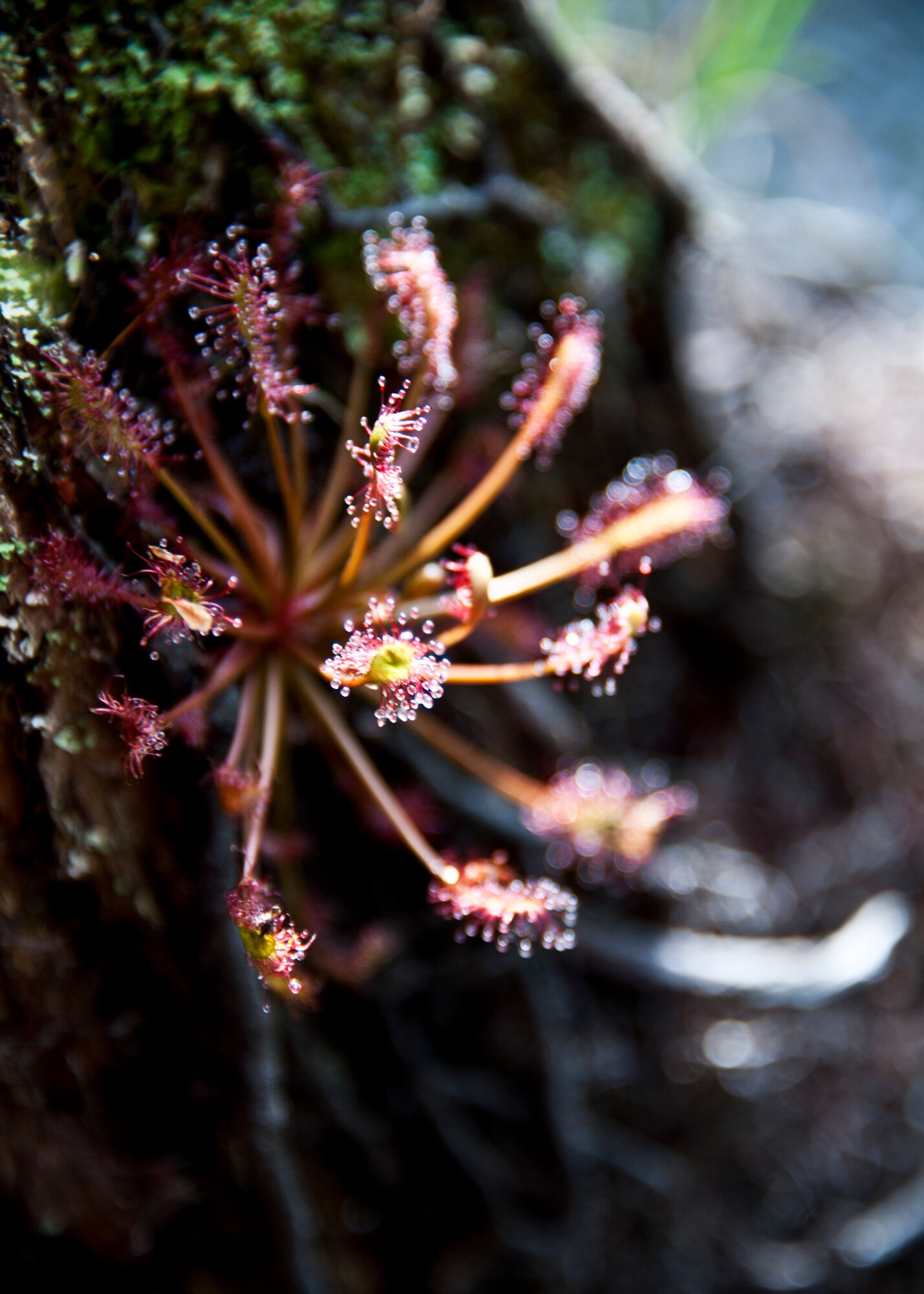 The carnivorous plant Sundew waits for insects on a log along Turkey Creek April 21.  The Sundew has sticky droplets on its branches that secure the insect to it. The second annual kayak tour, part of four days of trips, took 10 people down Turkey Creek deep within the Eglin range. The scenic tour showed off Eglin’s unique wild and plant life. The tour closed out Eglin’s week-long Earth Day celebration. (U.S. Air Force photo/Samuel King Jr.)
