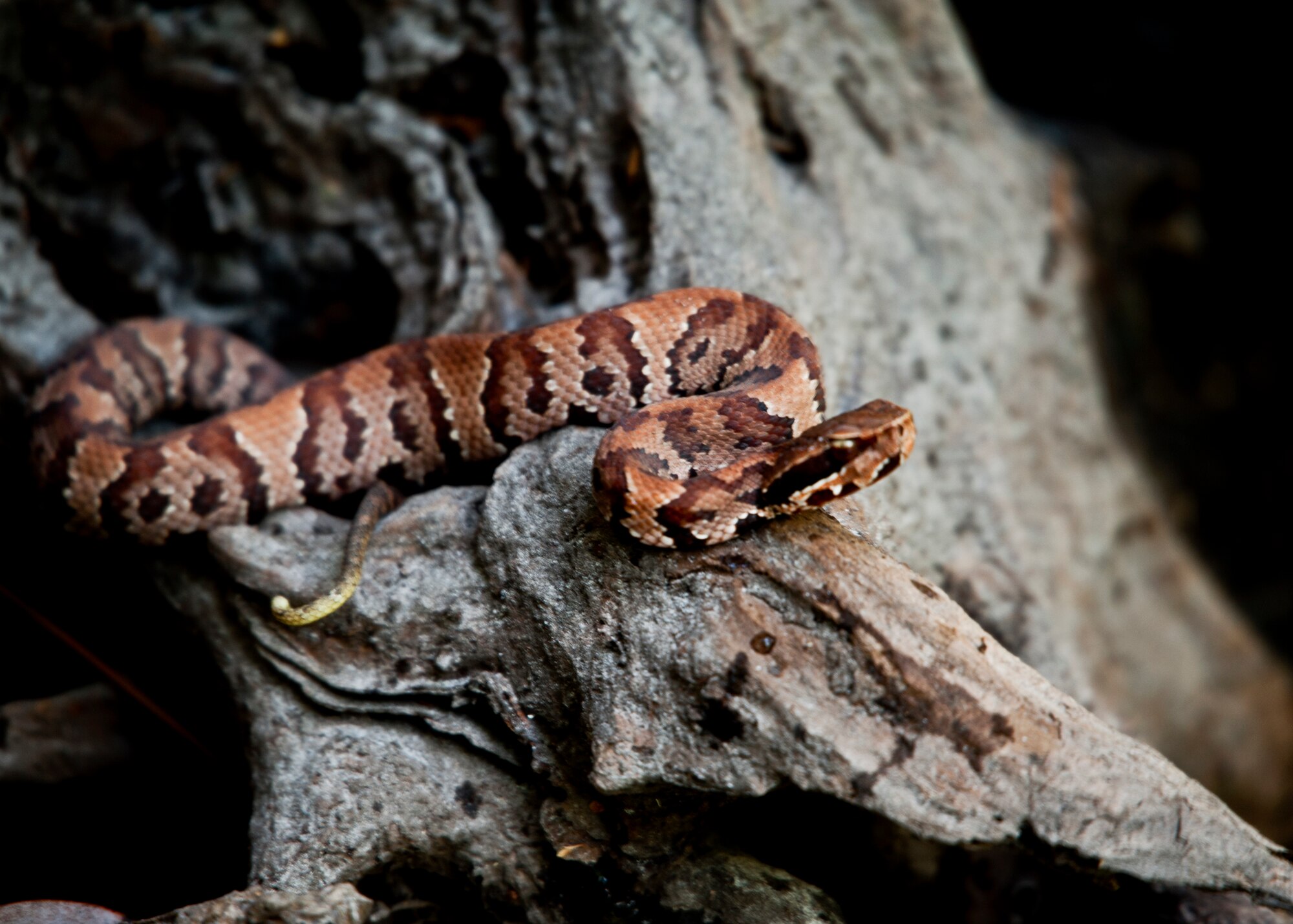 A juvenile water moccasin rests on a tree branch above Turkey Creek April 21.  The second annual kayak tour, part of four days of trips, took 10 people down Turkey Creek deep within the Eglin range. The scenic tour showed off Eglin’s unique wild and plant life. The tour closed out Eglin’s week-long Earth Day celebration. (U.S. Air Force photo/Samuel King Jr.)
