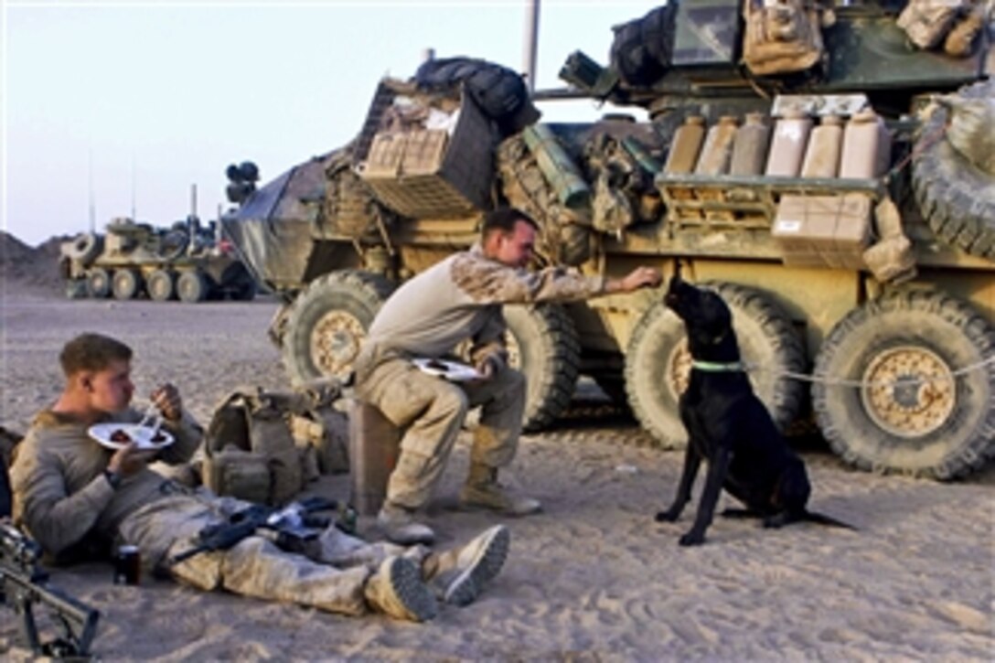 U.S. Marine Corps Lance Cpl. Wayne Snelling (left) watches as Lance Cpl. Taylor Slay shares a piece of his steak with Mac, a military working dog, at Camp Leathernick in Afghanistan's Helmand province on April 17, 2011.  Steak Team Mission, a nonprofit organization from Texas, served 2nd Marine Division's Marines and sailors steak dinners in seven locations within a five-day period.  