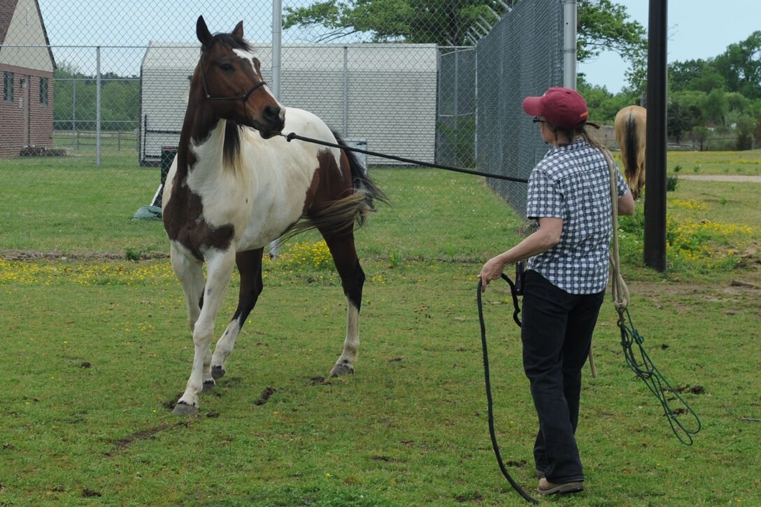 Christy Rew, wife of Lt. Gen. William Rew, Air Combat Command vice commander, leads Brewser across the pasture at the Langley Air Force Base, Va. stable,  April 26, 2011. The stable provides shelter for approximately 20 horses with a limit of two horses per family. (U.S. Air Force photo by Airman 1st Class Racheal Watson/RELEASED)