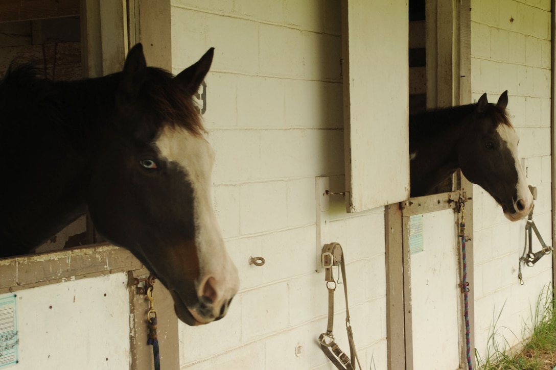 The stables provide shelter for the approximately 20 horses residing on Fort Eustis. The staff provides care ranging from morning and night feeding to lining the stalls with sawdust. (U.S. Air Force photo by Airman 1st Class Racheal Watson/ RELEASED)