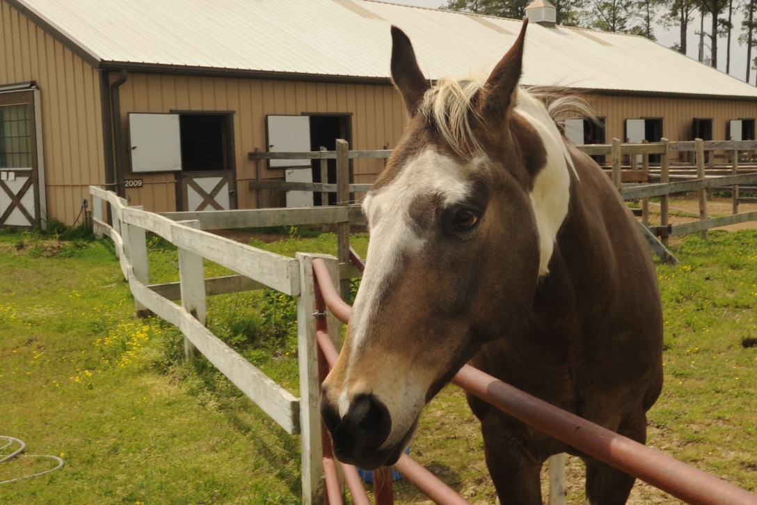 Fort Eustis, Va., provides active-duty Servicemembers, civilian employees and retirees with horse boarding services in the on-base stables. The staff provides food, water and exercise to the horses at a fraction of the cost of off-base stables. (U.S. Air Force photo by Airman 1st Class Racheal Watson/RELEASED)