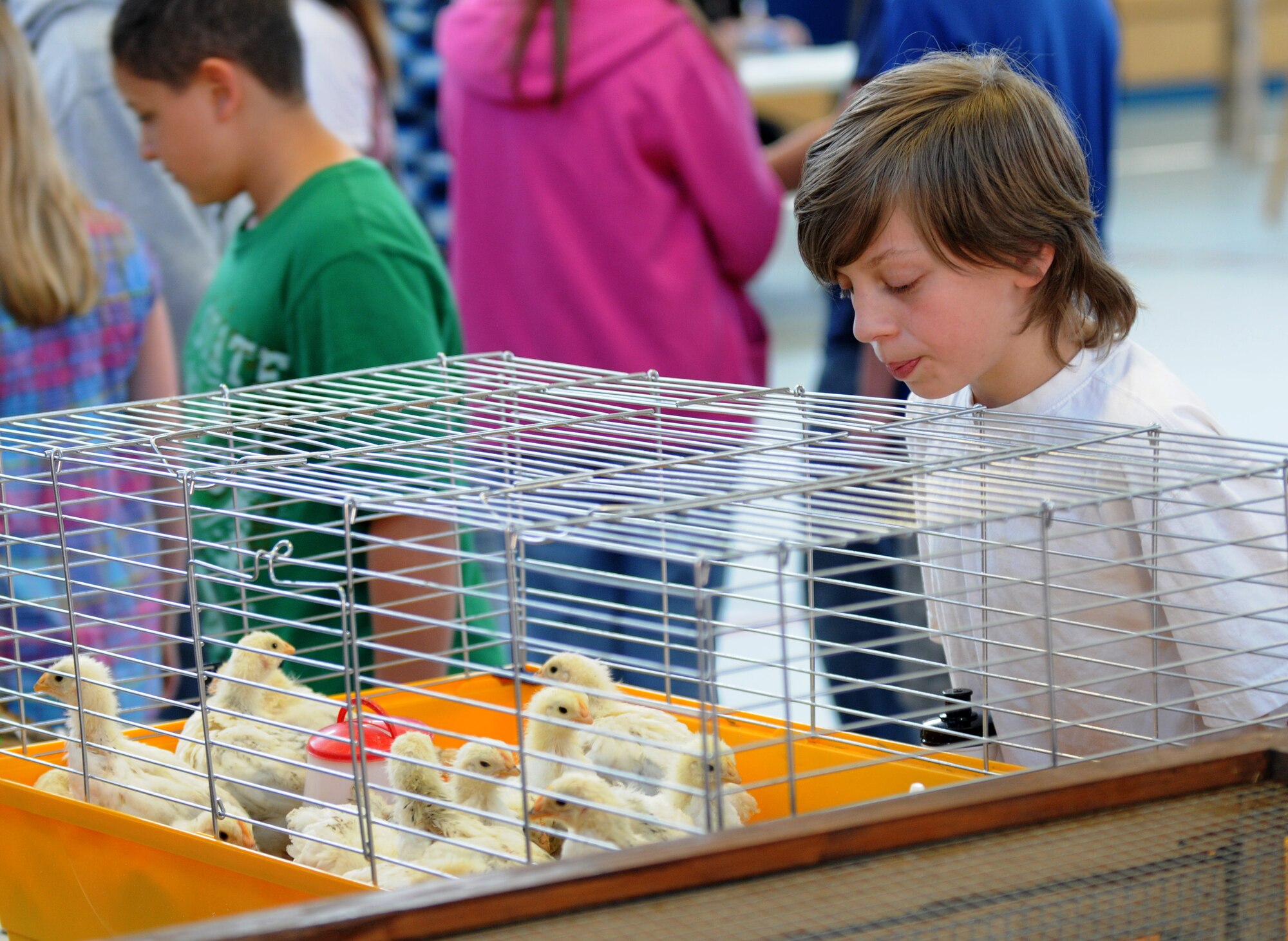 SPANGDAHLEM AIR BASE, Germany – Thomas Zwernmann, Spangdahlem Middle School fifth grade student, watches chicks brought in with other animals to Spangdahlem Middle School’s Earth Day fair here April 21. Companies and organizations visited the school to teach the students about the local environment, wildlife and how to conserve natural resources. (U.S. Air Force photo/Airman 1st Class Matthew B. Fredericks)