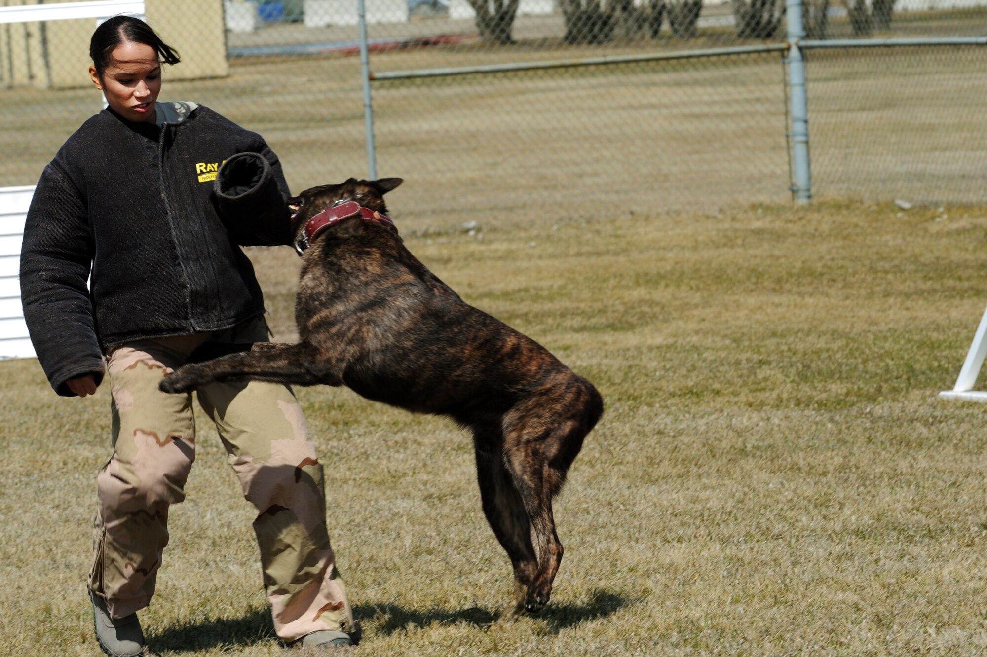 MINOT AIR FORCE BASE, N.D. -- Senior Airman Kathy Mercado, 5th Security Forces Squadron dog handler, is attacked by Lareco, military working dog, during aggression training here April 25. . Military working dogs are trained to attack on command, turning them into lethal weapons when necessary. (U.S. Air Force photo/Airman 1st Class Aaron-Forrest Wainwright)