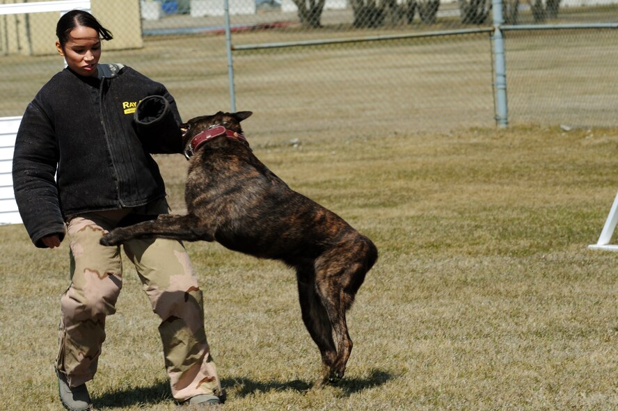 MINOT AIR FORCE BASE, N.D. -- Senior Airman Kathy Mercado, 5th Security Forces Squadron dog handler, is attacked by Lareco, military working dog, during aggression training here April 25. . Military working dogs are trained to attack on command, turning them into lethal weapons when necessary. (U.S. Air Force photo/Airman 1st Class Aaron-Forrest Wainwright)
