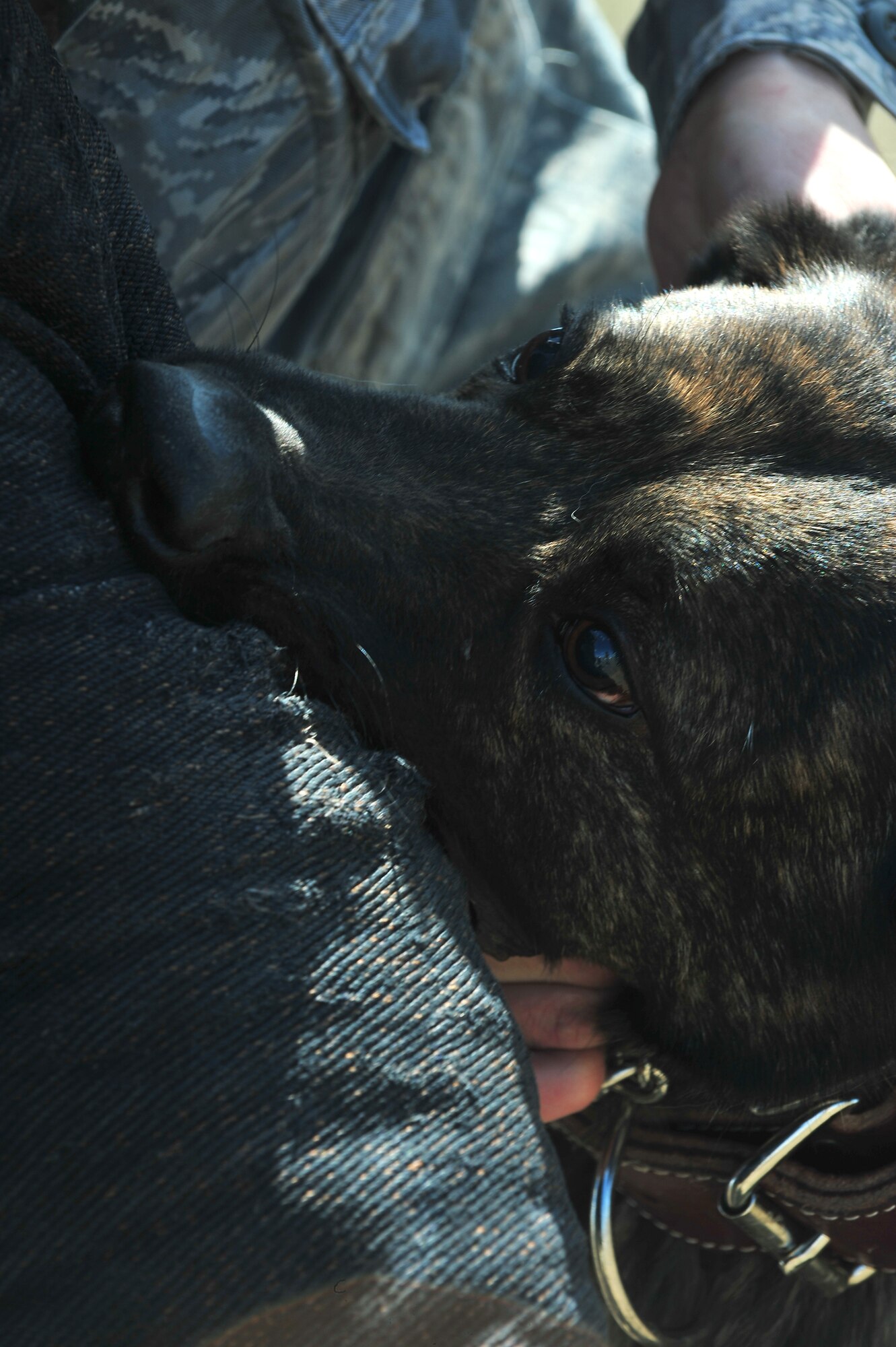 MINOT AIR FORCE BASE – Staff Sgt. Steven Kaun 5th Security Force Squadron dog handler, conducts training with Lareco, a military dog here April 25. Trained military working dogs (MWDs) are utilized for patrol, drug and explosive detection, as well as specialized mission functions for security efforts worldwide. (U.S. Air Force photo/Senior Airman Jesse Lopez Jr.)