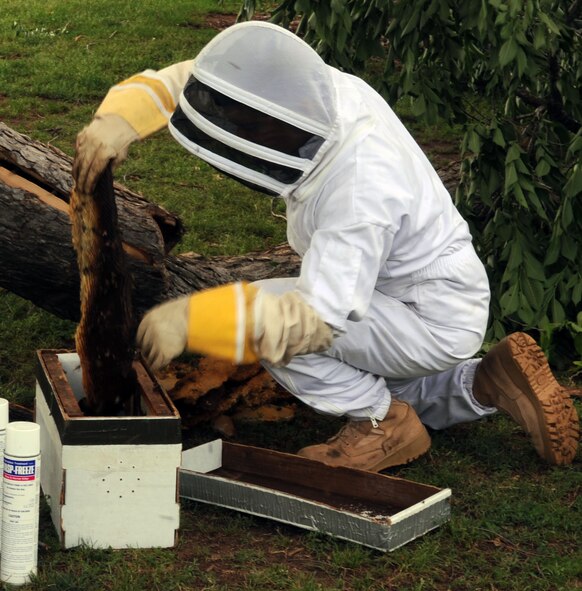 Airman 1st Class Pedro Delgado Estrada, 2nd Civil Engineer Squadron entomologist, removes a honeycomb from a fallen tree branch at the golf course on Barksdale Air Force Base, La., April 27. There were more than 2,000 bees and a 10 lb. honeycomb found inside the tree. (U.S. Air Force photo/Senior Airman La"Shanette V. Garrett)(RELEASED)