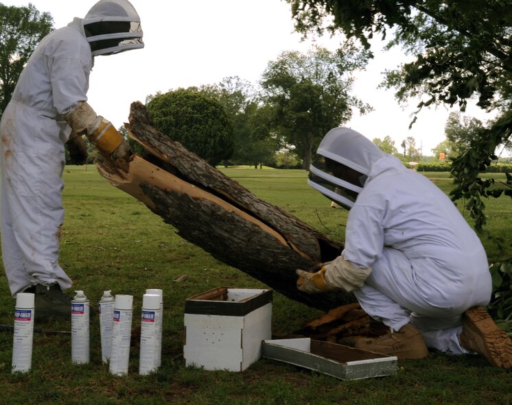 Airmen 1st Class Thomas Davis and Pedro Delgado Estrada, 2nd Civil Engineer Squadron entomologists, relocate a large honeycomb from a fallen tree branch at the golf course on Barksdale Air Force Base, La., April 27. There were more than 2,000 bees and a 10 lb. honeycomb inside the branch. (U.S. Air Force photo/Senior Airman La'Shanette V. Garrett)(RELEASED)