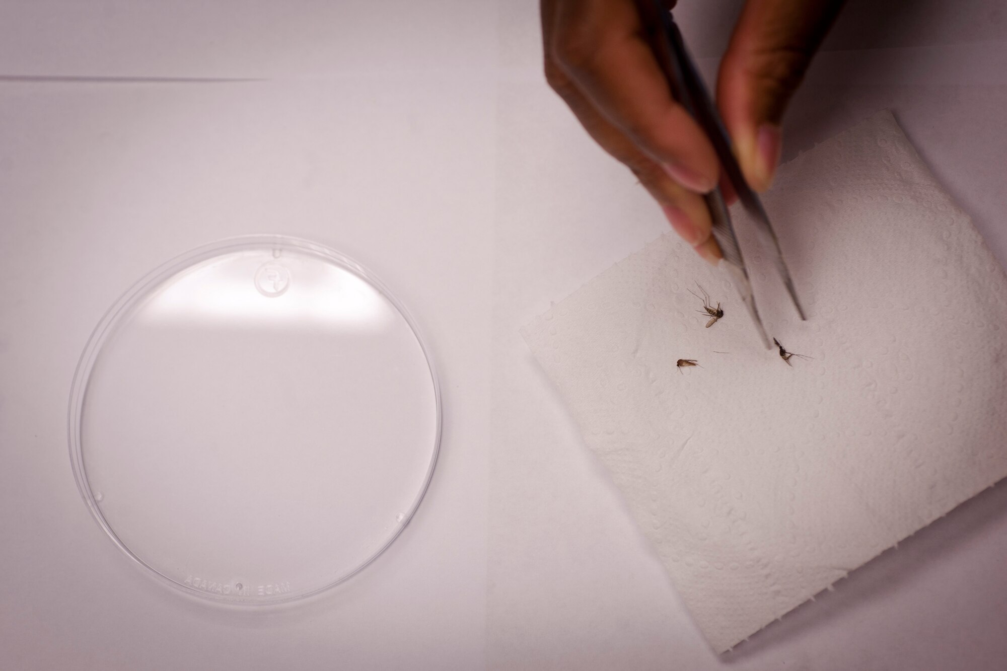 MOODY AIR FORCE BASE, Ga.-- Female Mosquitoes are placed inside a petri dish to be sent to Wright-Patterson Air Force Base, Ohio, for further inspection April 29. Female mosquitoes are the only mosquito type inspected because the male don’t bite. (U.S. Air Force/Airman 1st Class Joshua Green)(RELEASED)
