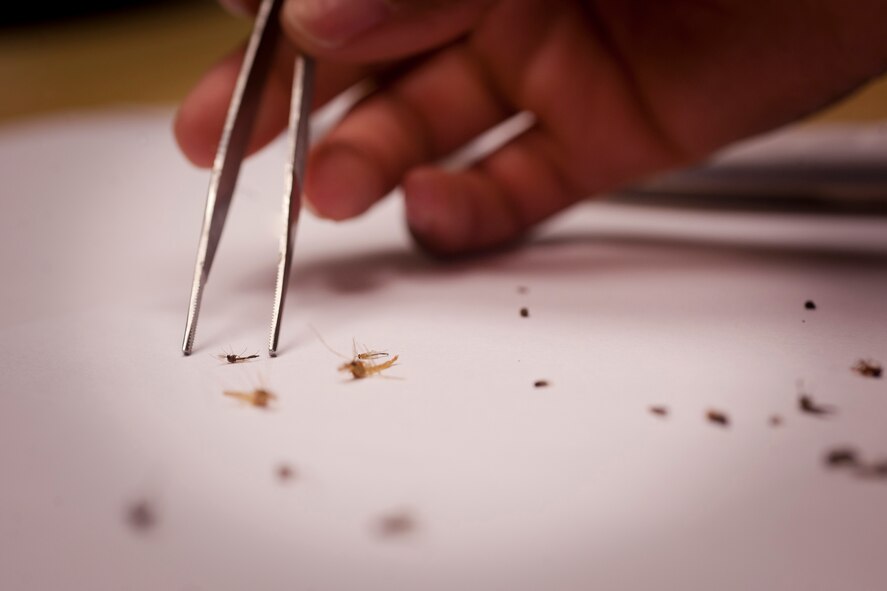 MOODY AIR FORCE BASE, Ga.-- Senior Airman Andrea Treadwell, 23rd Medical Group public health journeyman, picks up a female mosquito during an inspection April 29. Once captured, they’re frozen and separated by male and female. The females are the only type that bites and have a more aggressive attitude. (U.S. Air Force/Airman 1st Class Joshua Green)(RELEASED)
