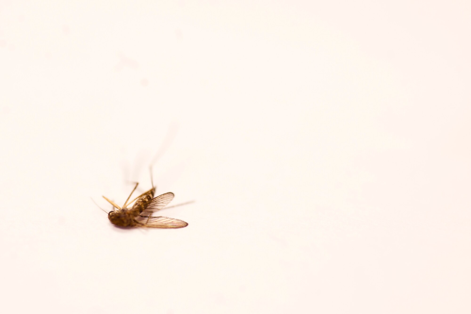 MOODY AIR FORCE BASE, Ga.-- A frozen male mosquito lies on top of a desk after being separated from female mosquitoes April 29. Female mosquitoes are the only mosquitoes that need to be collected for inspection because they’re the only ones who bite and spread diseases. (U.S. Air Force/Airman 1st Class Joshua Green)(RELEASED)
