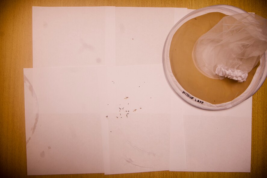 MOODY AIR FORCE BASE, Ga.--A mosquito trap from Mission Lake lies on a desk next to frozen mosquitoes before being inspected April 29. Mosquito traps are set around base annually to protect the base community of possible diseases the insects could be carrying. (U.S. Air Force/Airman 1st Class Joshua Green)(RELEASED)
