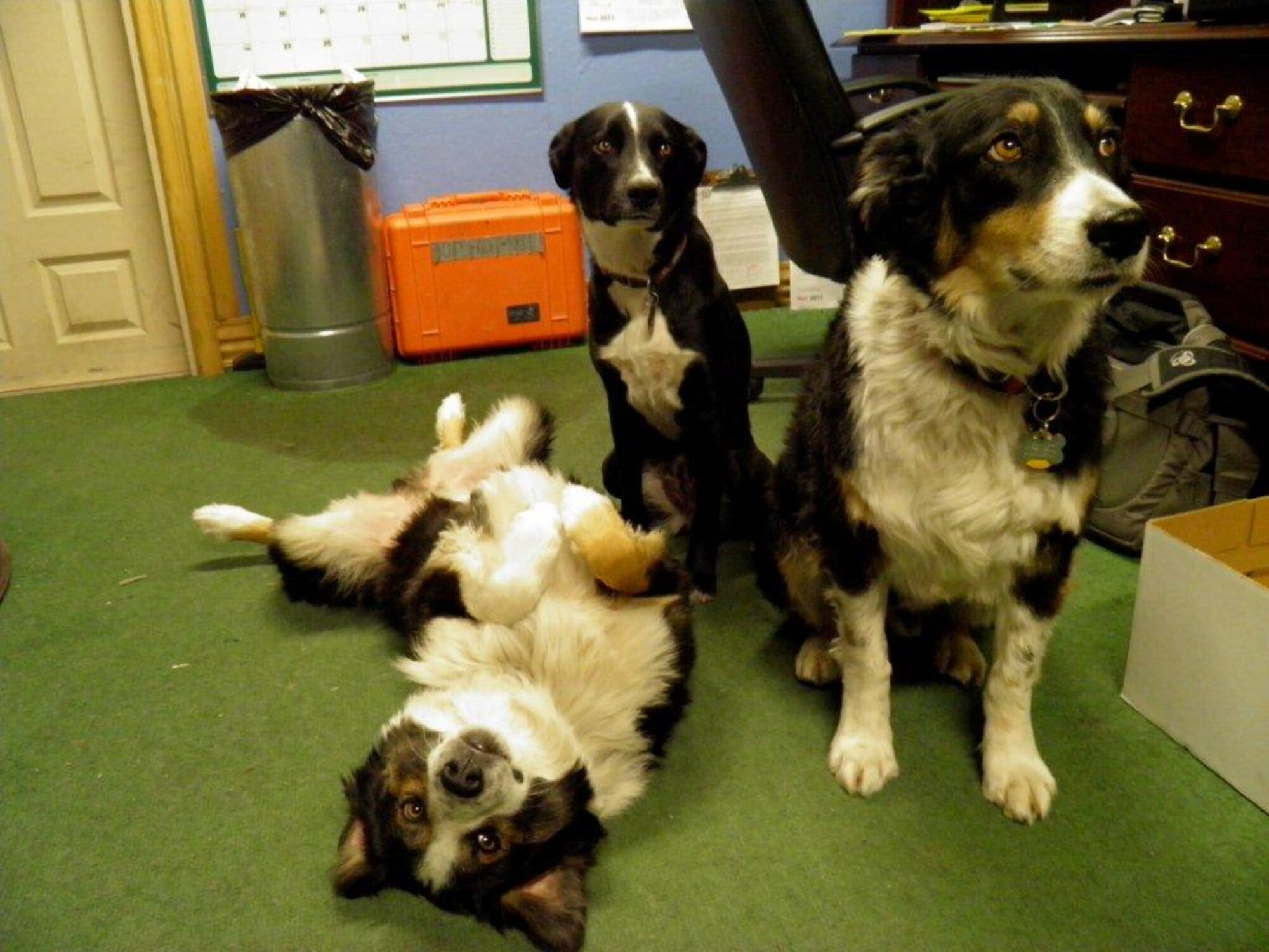 The Outdoor Recreation department has trained three dogs to assist ODR programmers. The dogs are, from left, Cubby, Nalla Bear and Alpha.  Courtesy photo
