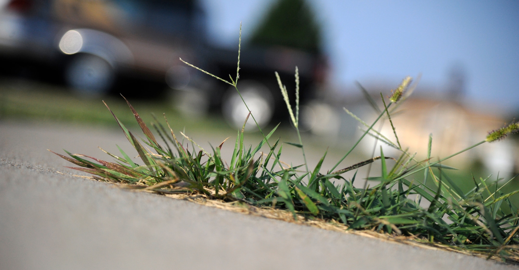 WHITEMAN AIR FORCE BASE, Mo. - Grass grows out of a sidewalk in base housing here July 28, 2011. The housing office here said removing grass from cracks, driveways, curbs and doorsteps will help preserve the concrete as well as make the community safer and more appealing. (U.S. Air Force photo by Airman 1st Class Cody H. Ramirez)
