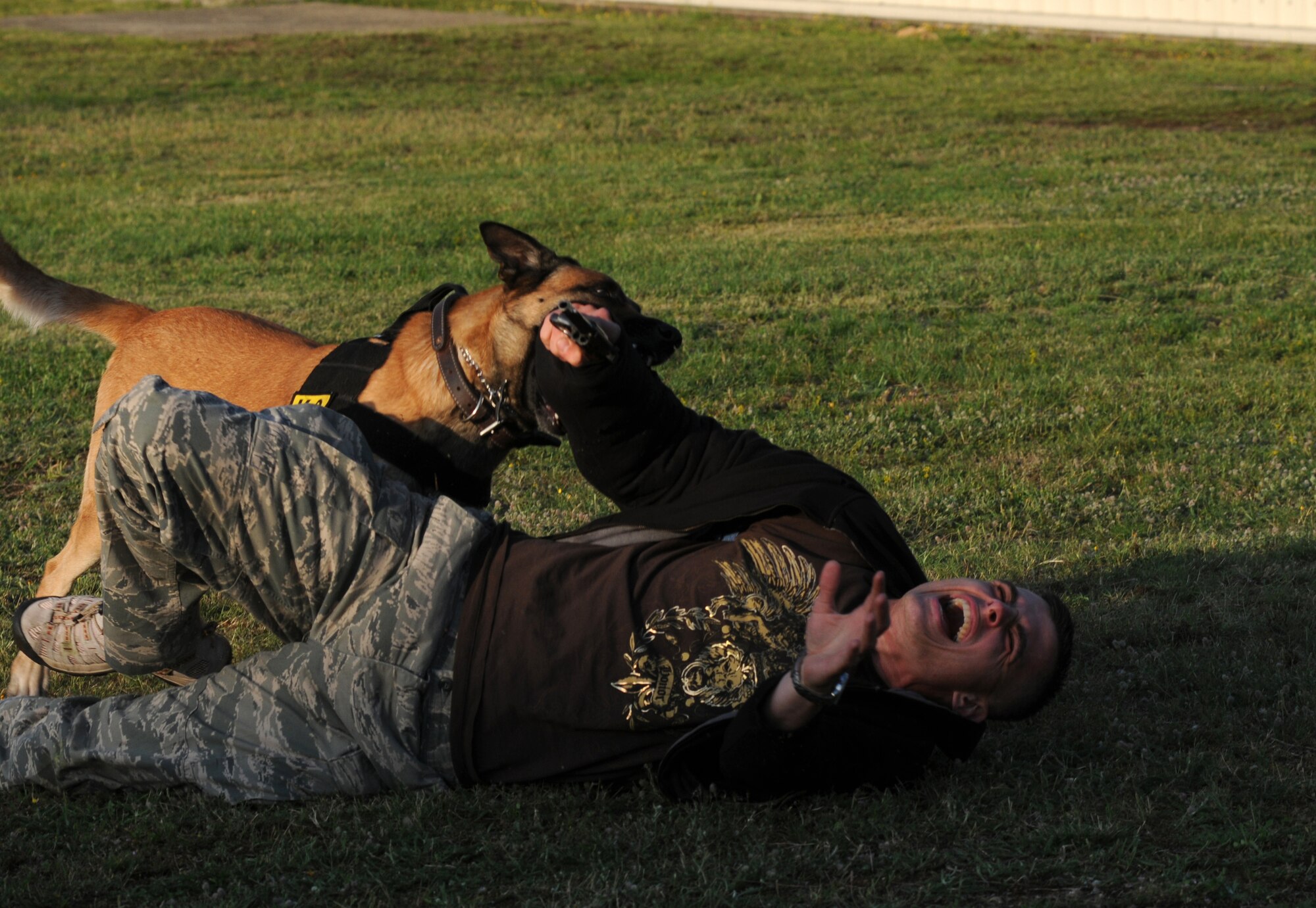 ROYAL AIR FORCE LAKENHEATH, England - YYogi, a two year old Belgium malinois, brings down Staff Sgt. Micheal Marks, 48th Security Forces K-9 handler, during a military working dog demonstration during the Honorary Commander's summer reception on RAF Lakenheath, July 29, 2011. The visitors, including seven new honorary commanders, were given a birds of prey demonstration, military working dog demonstration, F-15 take-offs and landings, de-contamination exercise, and a barbecue among other activities. (U.S. Air Force photo/Airman Cory D. Payne)