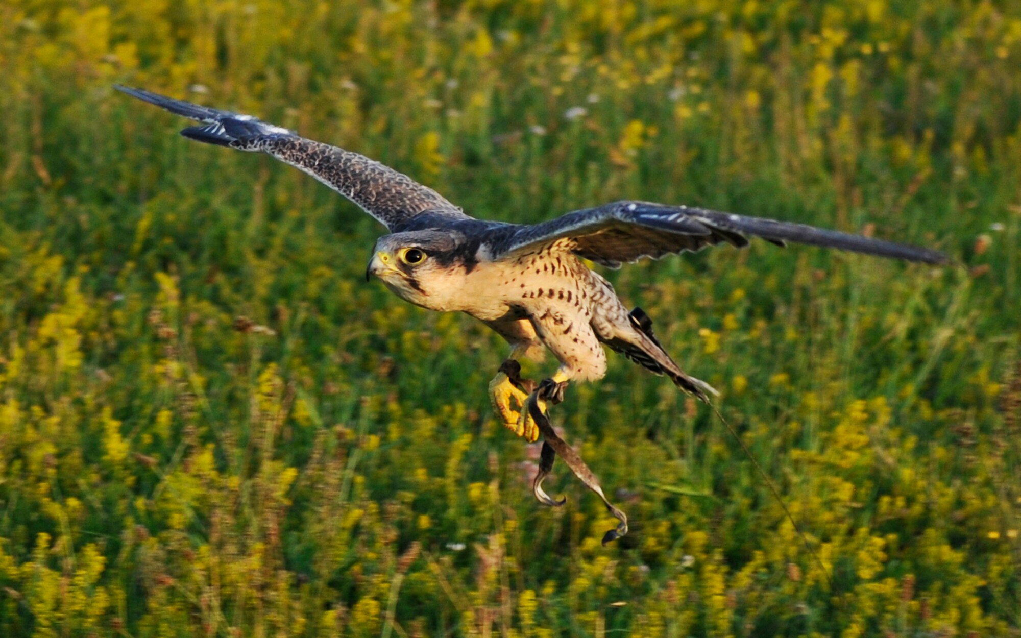 ROYAL AIR FORCE LAKENHEATH, England - Mustang, a lanner falcon, searches the flight line for other birds, during the Honorary Commander's summer reception on RAF Lakenheath, July 29, 2011. The honorary commanders, including seven new inductees, witnessed a birds of prey demonstration, military working dog demonstration, F-15 take-offs and landings, de-contamination exercise and barbecue among other activities. (U.S. Air Force photo/Senior Airman Tiffany M. Deuel)