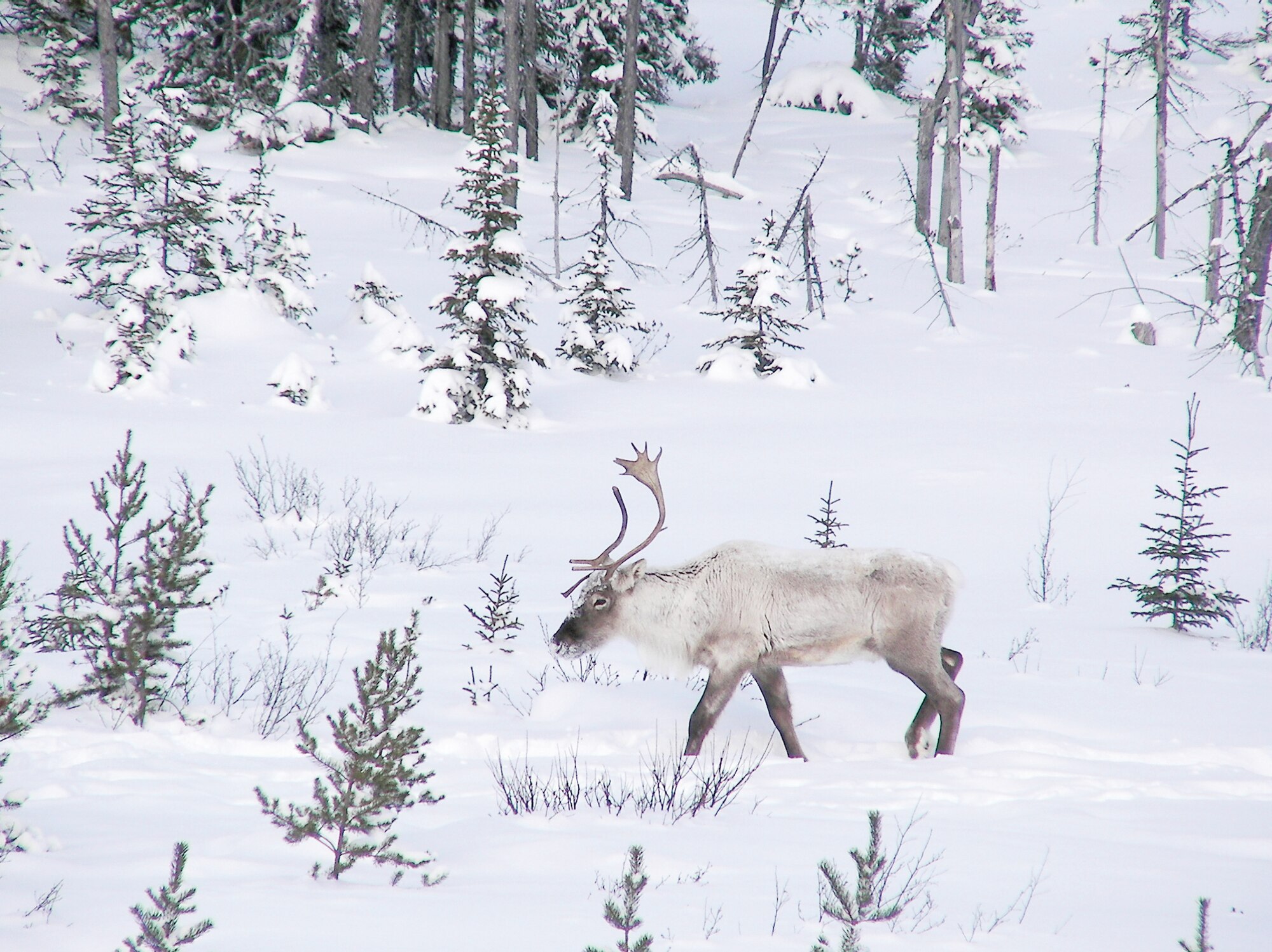 Caribou can be hunted on Army lands – if hunters are there at the right time. The
military has opened record amounts of land to hunting for 2011. (Courtesy photo)