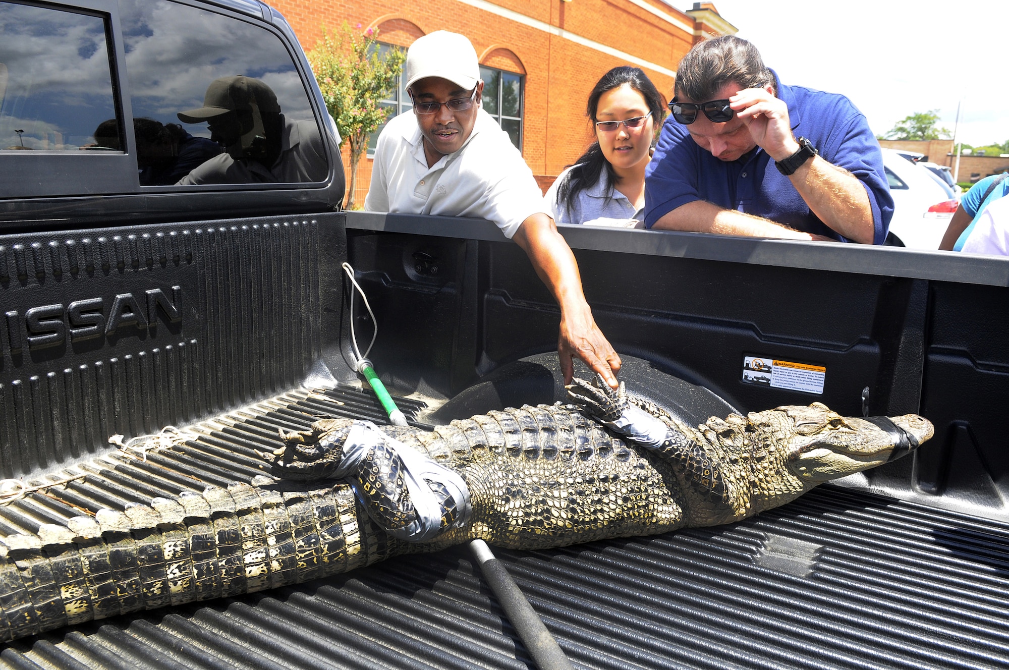 Jerry Neal, Esther Lee and Stephen Hammack look at the alligator captured by Bob Sargent, Robins natural resources manager Aug.28. U. S. Air Force photo by Sue Sapp