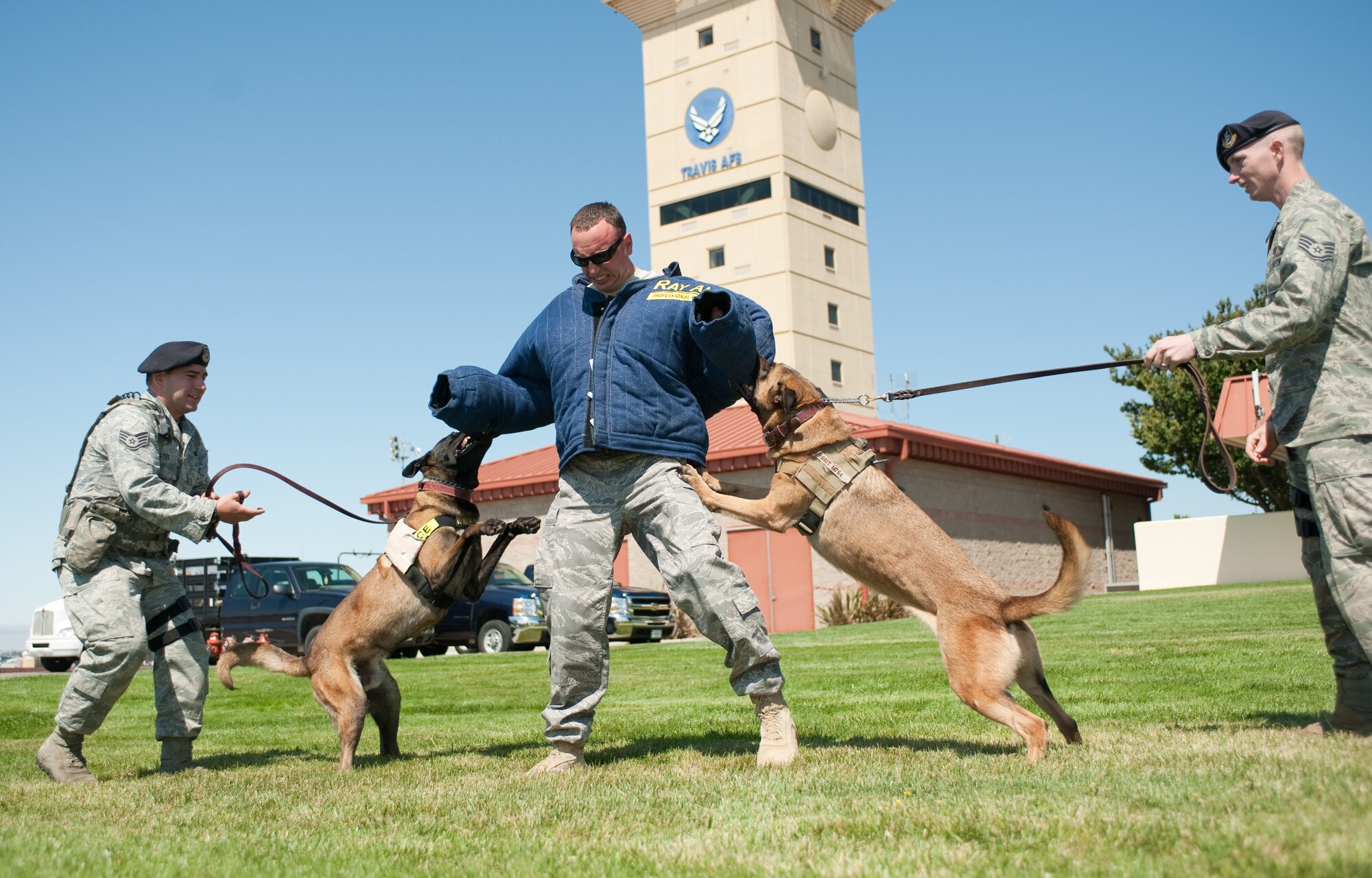 Staff Sgt. Kristopher Carroll, 60th Security Forces Squadron kennel master, feels the bite of military working dogs Buck, left, and Brit on Sunday during an Air Expo demonstration. Brit returned recently from a deployment to Afghanistan, where he located a 15-pound bag of homemade explosives. (U.S. Air Force photo/Ken Wright)