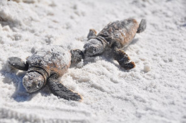 Two baby Loggerhead turtles fight their way to the shoreline July 29 on Tyndall Beach.  (U.S. Air Force photo by Senior Airman Veronica McMahon)