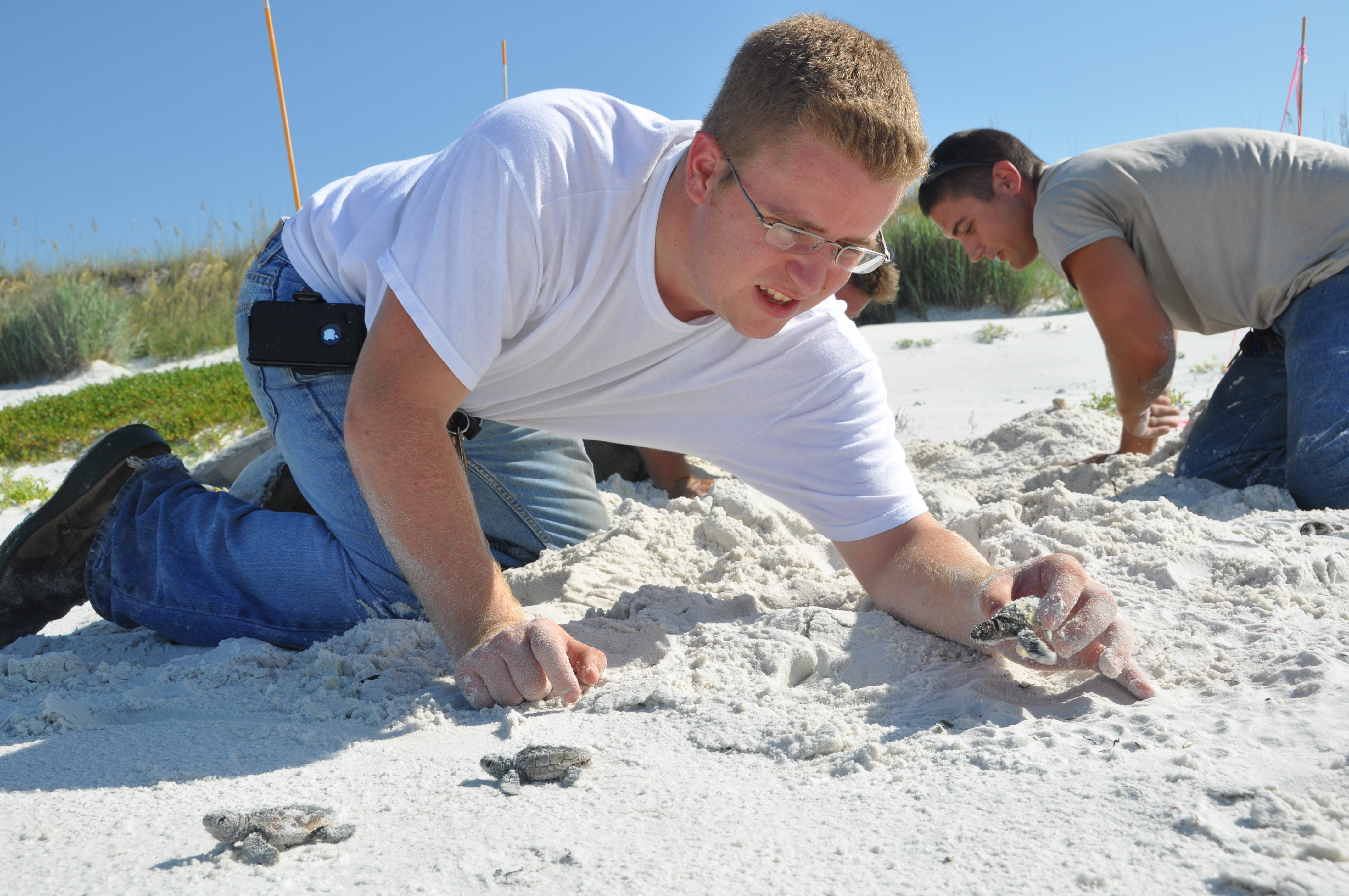 Sea turtles receive helping hand > Tyndall Air Force Base > Display