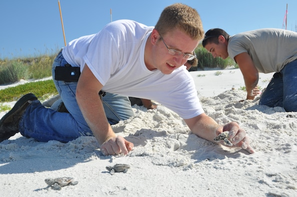 Airman 1st Class Steven Sanders, 325th Civil Engineer Squadron Natural Resources member, helps baby Loggerhead turtles along in the hatching process and assists in their survival, July 29 on Tyndall Beach. The Natural Resources team rides 17 miles of shoreline daily to keep eyes on roughly 40 nests they are assisting this hatching season. (U.S. Air Force photo by Senior Airman Veronica McMahon) 

