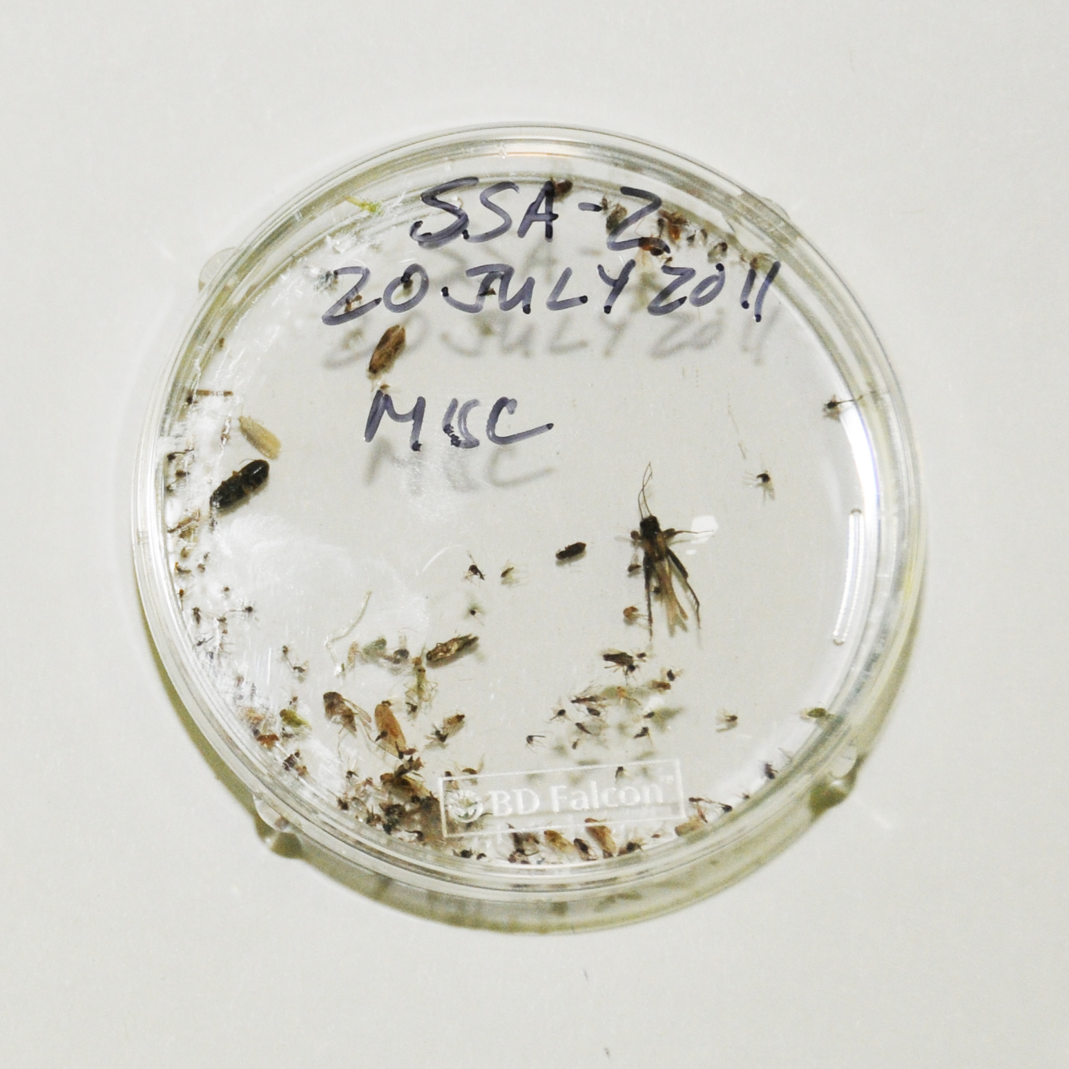 Sand Flies Or Bed Bugs?  A Doctor Explains The Key Differences - l9toyie