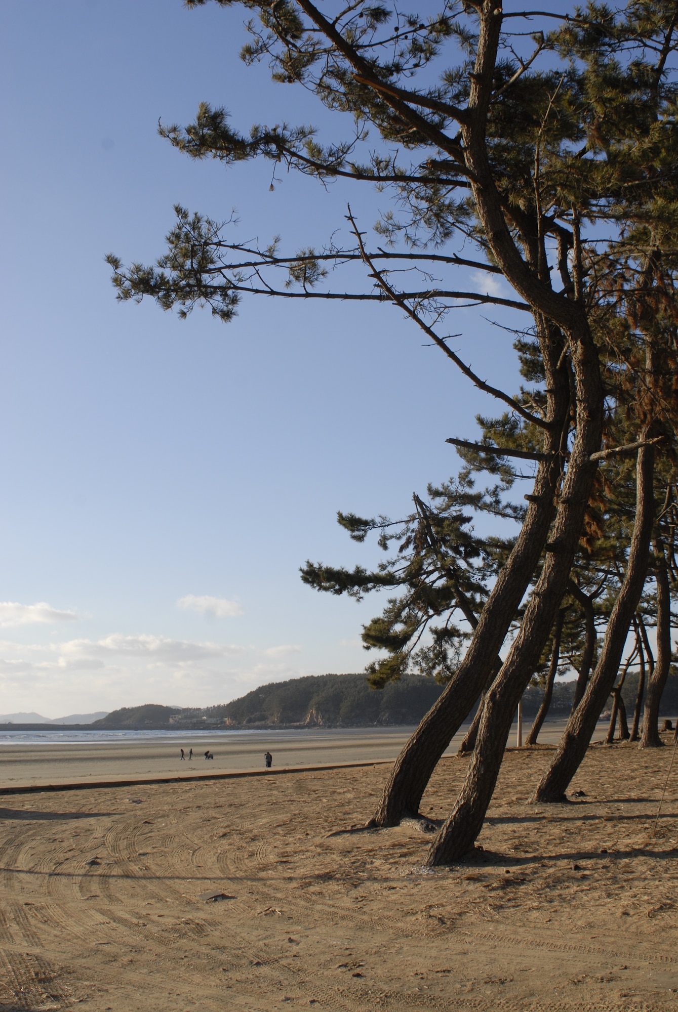 A grove of trees marks the beginning of Mongsanpo Beach, part of Taeanhaean National Park, Republic of Korea. (U.S. Air Force photo/Staff Sgt. Eric Burks)