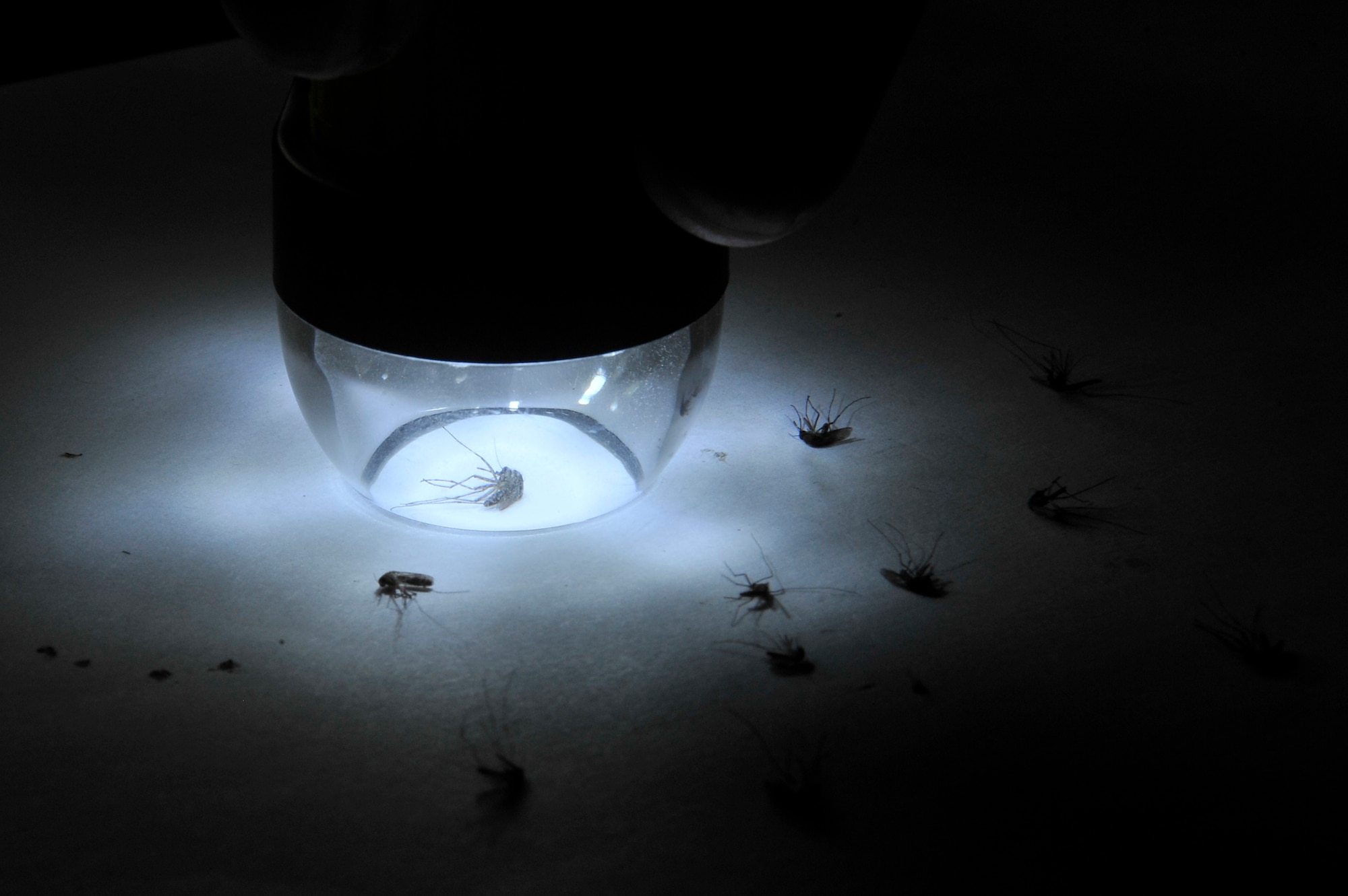 Capt. Wes Walker examines mosquitoes under a digital microscope for identification and research in Koh Kong, Cambodia, during Operation PACIFIC ANGEL 11-1 Aug. 7, 2011. Cambodia had 57,232 reported cases of malaria from 2000-2005 and climbed to 64,595 cases in 2009. Captain Walker is an entomologist assigned to Kadena Air Base, Japan. (U.S. Air Force photo/Staff Sgt. Christopher Boitz)