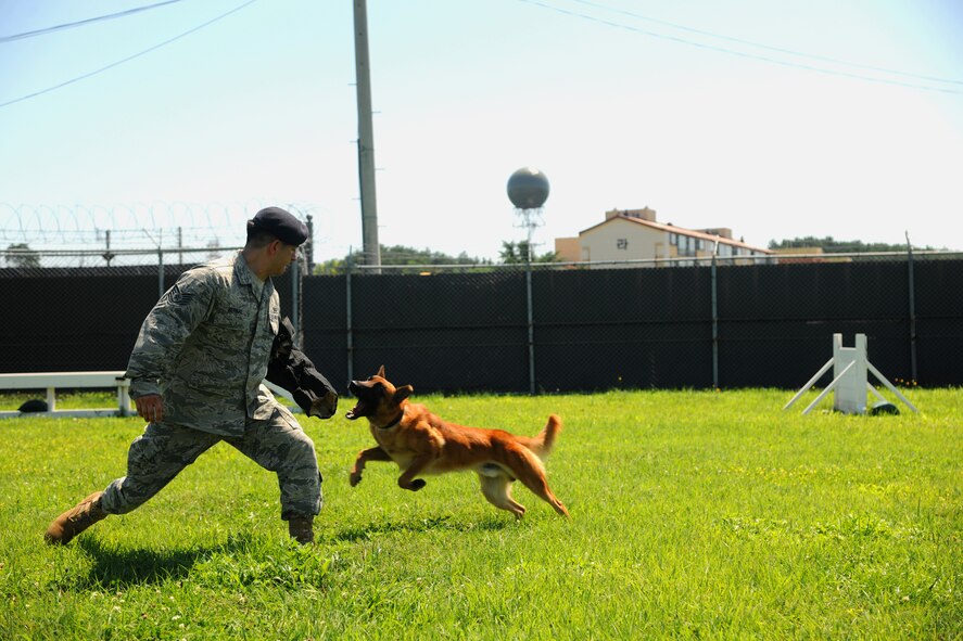 KUNSAN AIR BASE, Republic of Korea -- Tech Sgt. Santiago Bernal, 8th Security Forces Squadron K-9 handler, works with Military Working Dog Bbruiser training on bite work at the military working dog facility here Aug 5. Sergeant Bernal and members of the 8th Security Forces Squadron K-9 unit train and work side-by-side with K-9s as part of their duties. (U.S. Air Force photo/Staff Sgt. Rasheen Douglas)