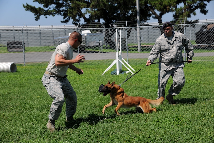 KUNSAN AIR BASE, Republic of Korea -- Members of the 8th Security Forces Squadron K-9 unit works with Military Working Dog Bbruiser practicing attack procedures at the military working dog facility here Aug 5. Members of the 8th Security Forces Squadron K-9 unit train and work side-by-side with K-9s as part of their duties. (U.S. Air Force photo/Staff Sgt. Rasheen Douglas)