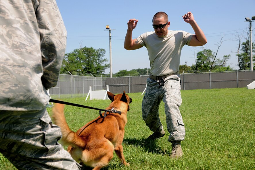 KUNSAN AIR BASE, Republic of Korea -- Members of the 8th Security Forces Squadron K-9 unit works with Military Working Dog Bbruiser to practice attack at the military working dog facility here Aug 5. Members of the 8th Security Forces Squadron K-9 unit train and work side-by-side with K-9s as part of their duties. (U.S. Air Force photo/Staff Sgt. Rasheen Douglas)