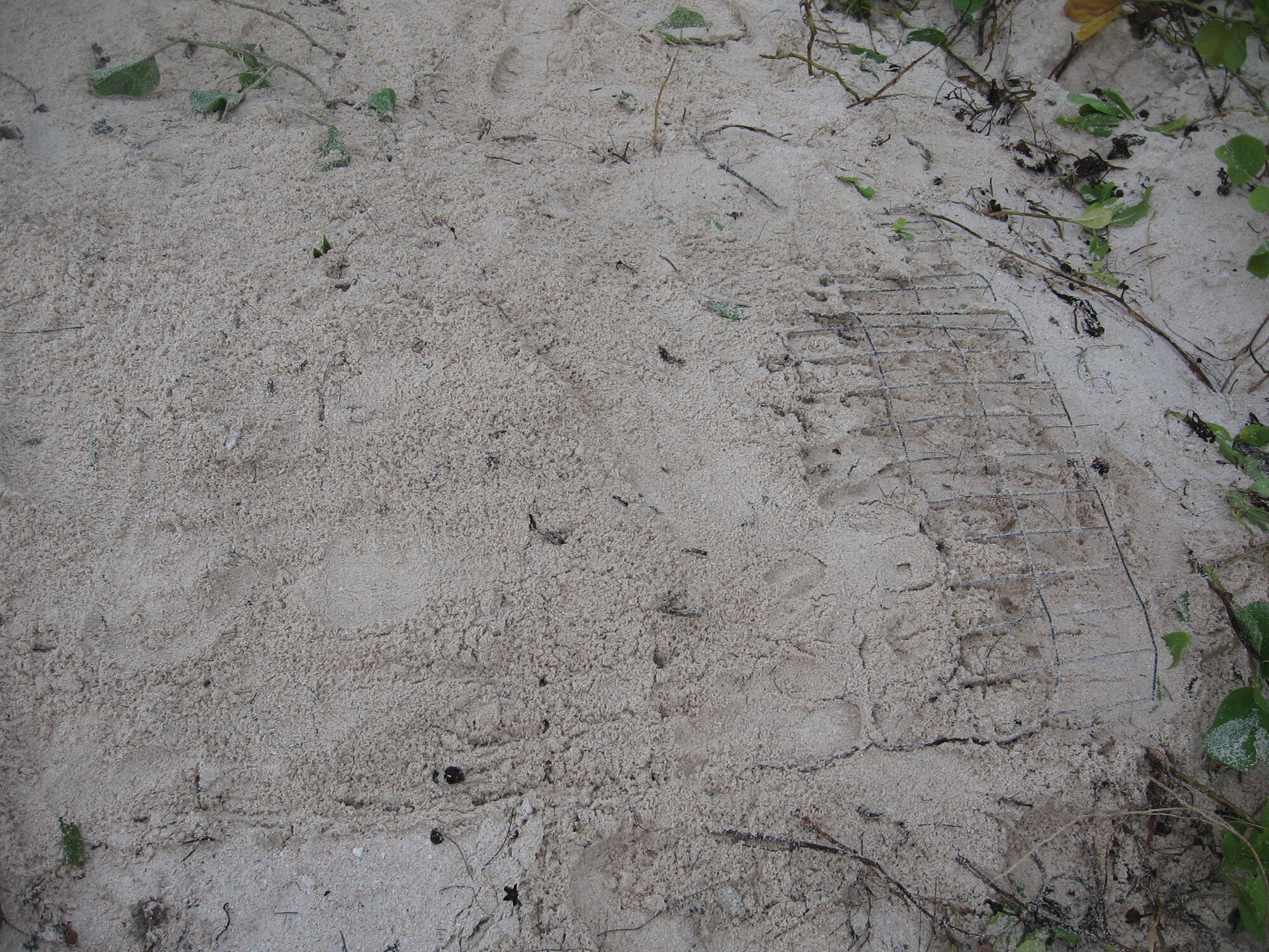 To protect green sea turtle nests from predators, members of Andersen’s Marine Patrol, in conjunction with Guam’s Department of Aquatic and Wildlife Resources, cover the nests with a sheet of four-by-four foot mesh wire. The technique prevents wild pigs and other animals from destroying the nest, but allows new hatchlings to emerge and make their way to the sea. (U.S. Air Force Courtesy Photo)
