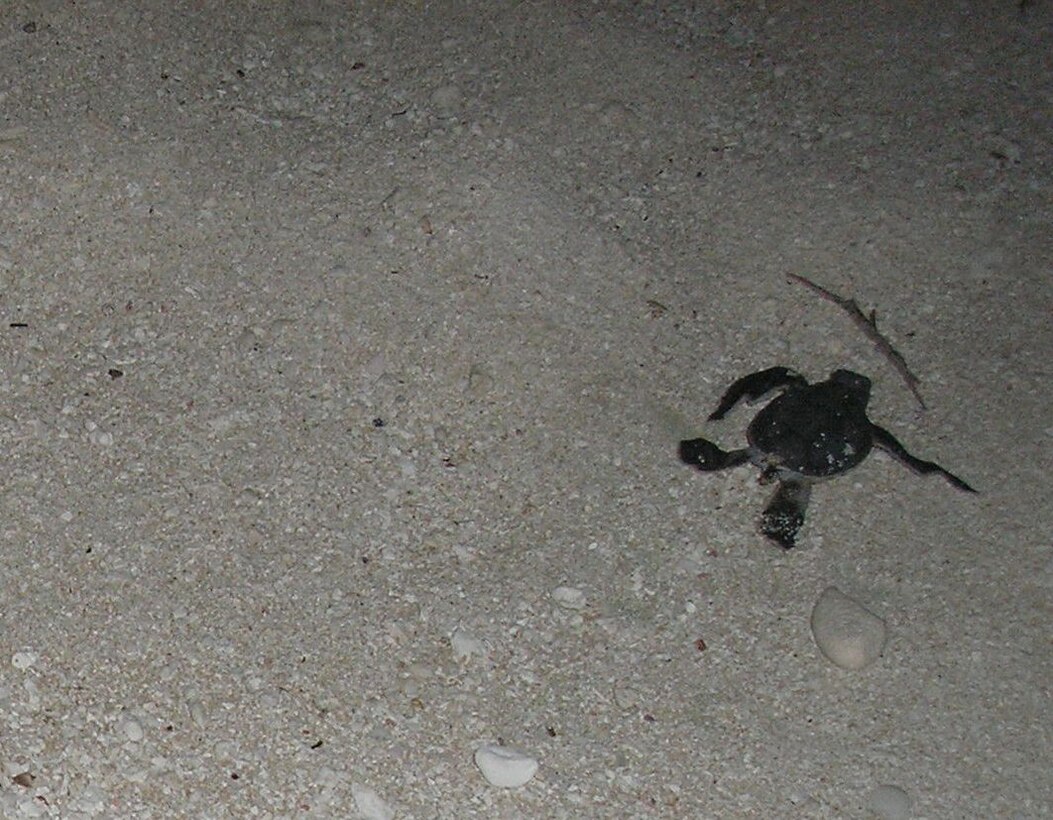 A green sea turtle hatchling makes its way to the sea shortly after emerging from its nest at the Tarague Basin here. Born with natural intuition, the hatchlings make their way to the ocean by following the reflection of the moon on the sea. (U.S. Air Force Courtesy Photo) 


