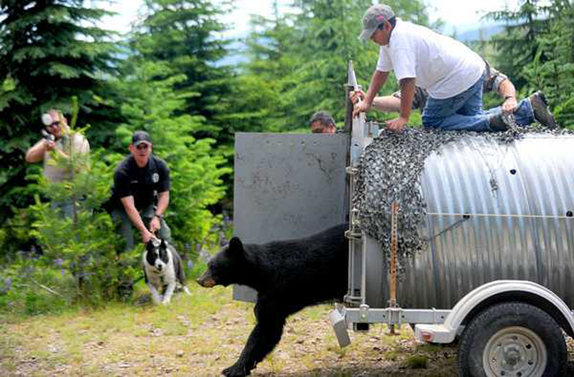 Police officer Christopher Pekema from Joint Base Lewis-McChord, Wash., center, holds on to Mishka, a Karelian bear dog, as Washington Fish and Wildlife officials release a 220-pound black bear Aug. 3 in a remote area of the Cascade Range. The bear was caught the day before in the New Hillside housing area. (U.S. Army photo by Ingrid Barrentine)