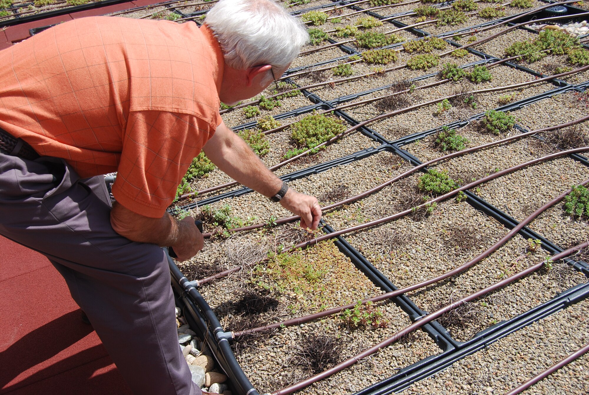 Randy Hawke, facilities excellence architect for the 21st Space Wing, checks one of the many sedum plants covering most of the 21st Space Wing Headquarters building 19,000 square foot roof. The green roof, installed in 2007, is designed to reduce energy consumption and rainwater runoff, and extend the life of the roof, ultimately saving taxpayer dollars. (U.S. Air Force photo/Lea Johnson)