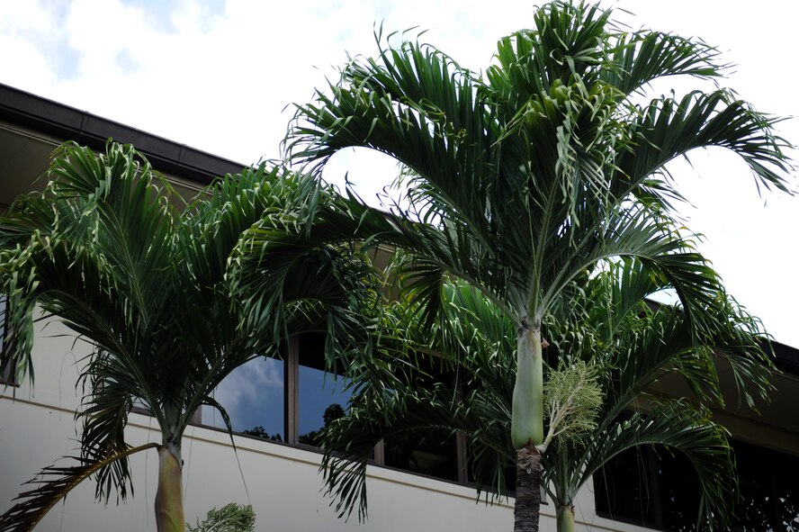 The MANILA PALM Iis also called the CHRISTMAS PALM because its fruit often turn bright red around December. (U.S. Air Force photo/Staff Sgt Gustavo Gonzalez) 