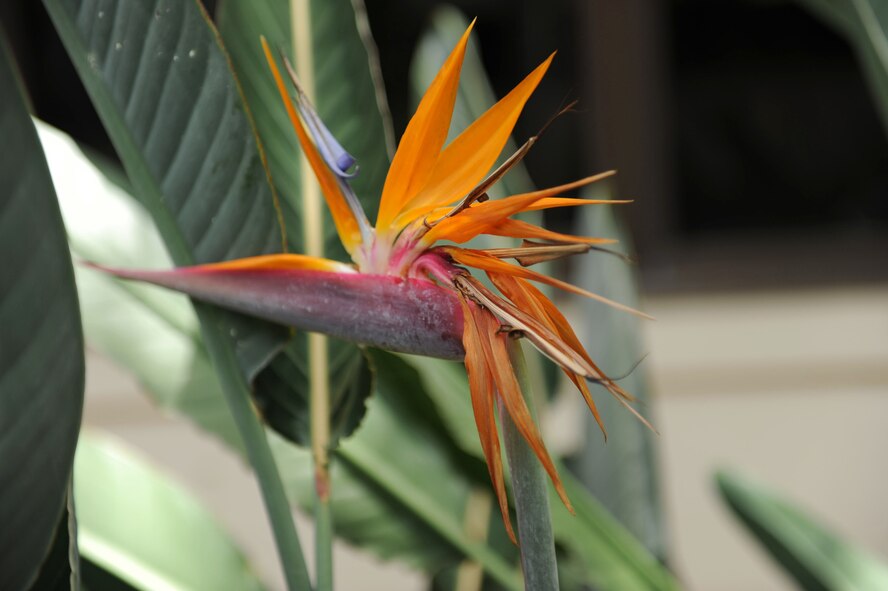 The lovely BIRD OF PARADISE is closely related to the more pedestrian banana plant. (U.S. Air Force photo/Staff Sgt Gustavo Gonzalez) 