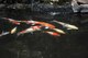 Many people don't know that KOI are not the same thing as goldfish -- although both are a type of domesticated carp. (U.S. Air Force photo/Staff Sgt Gustavo Gonzalez) 